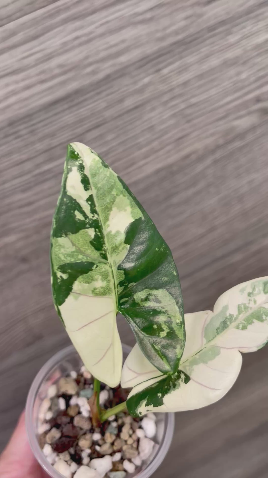 Alocasia Scabriuscula Pink Albo A
