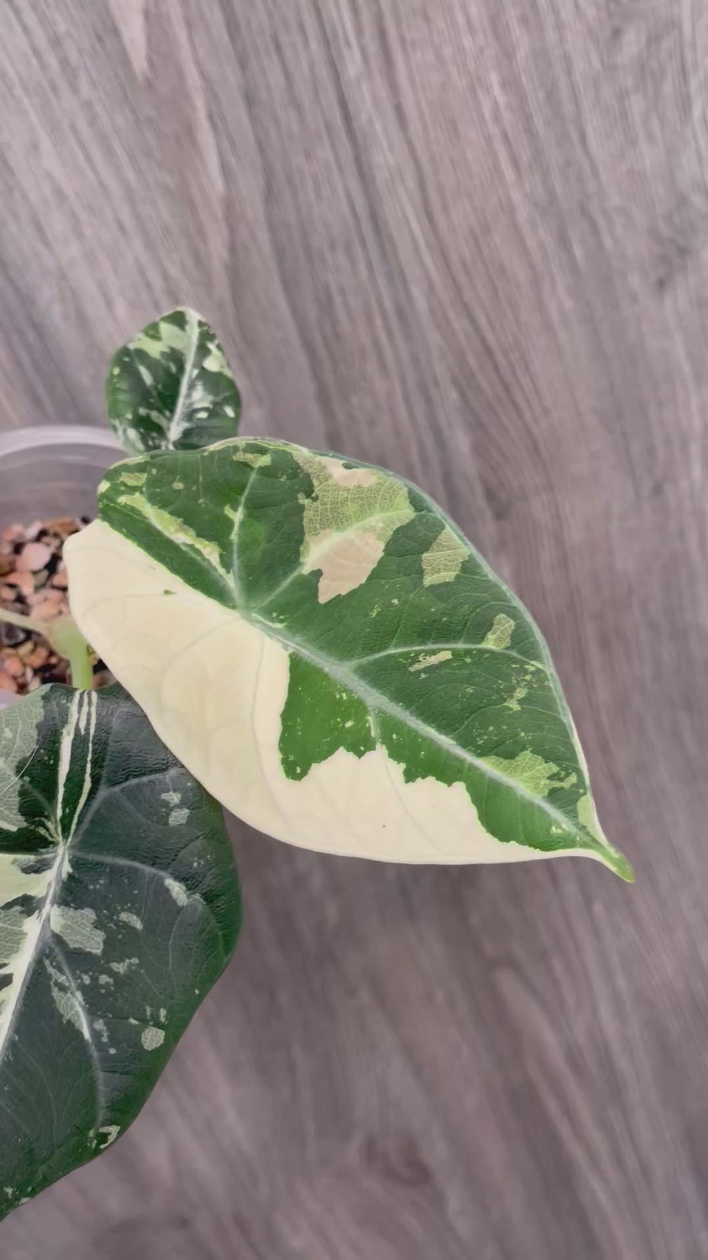 Alocasia Maharani Variegated B