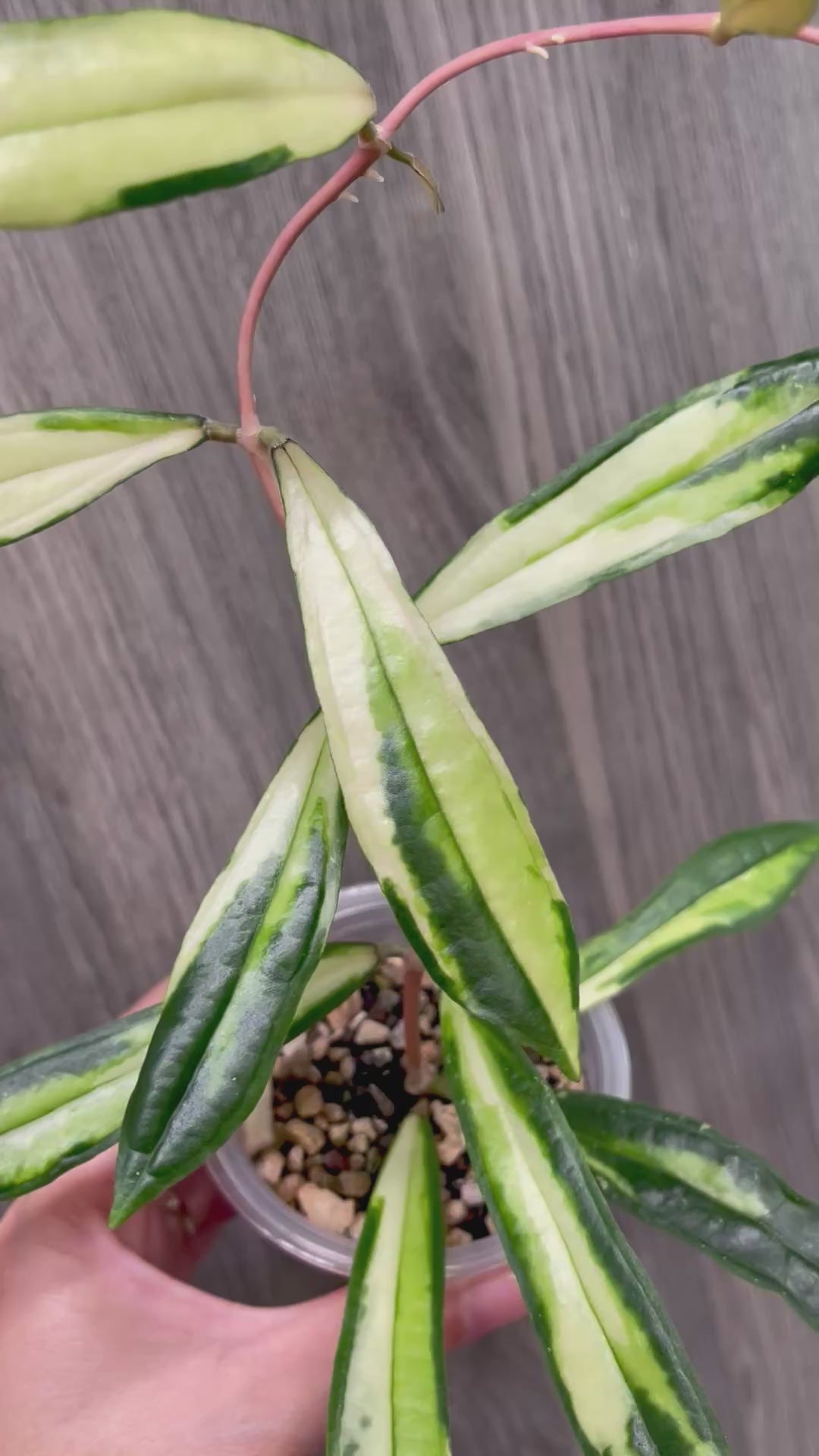 Hoya Rigidifolia Variegated