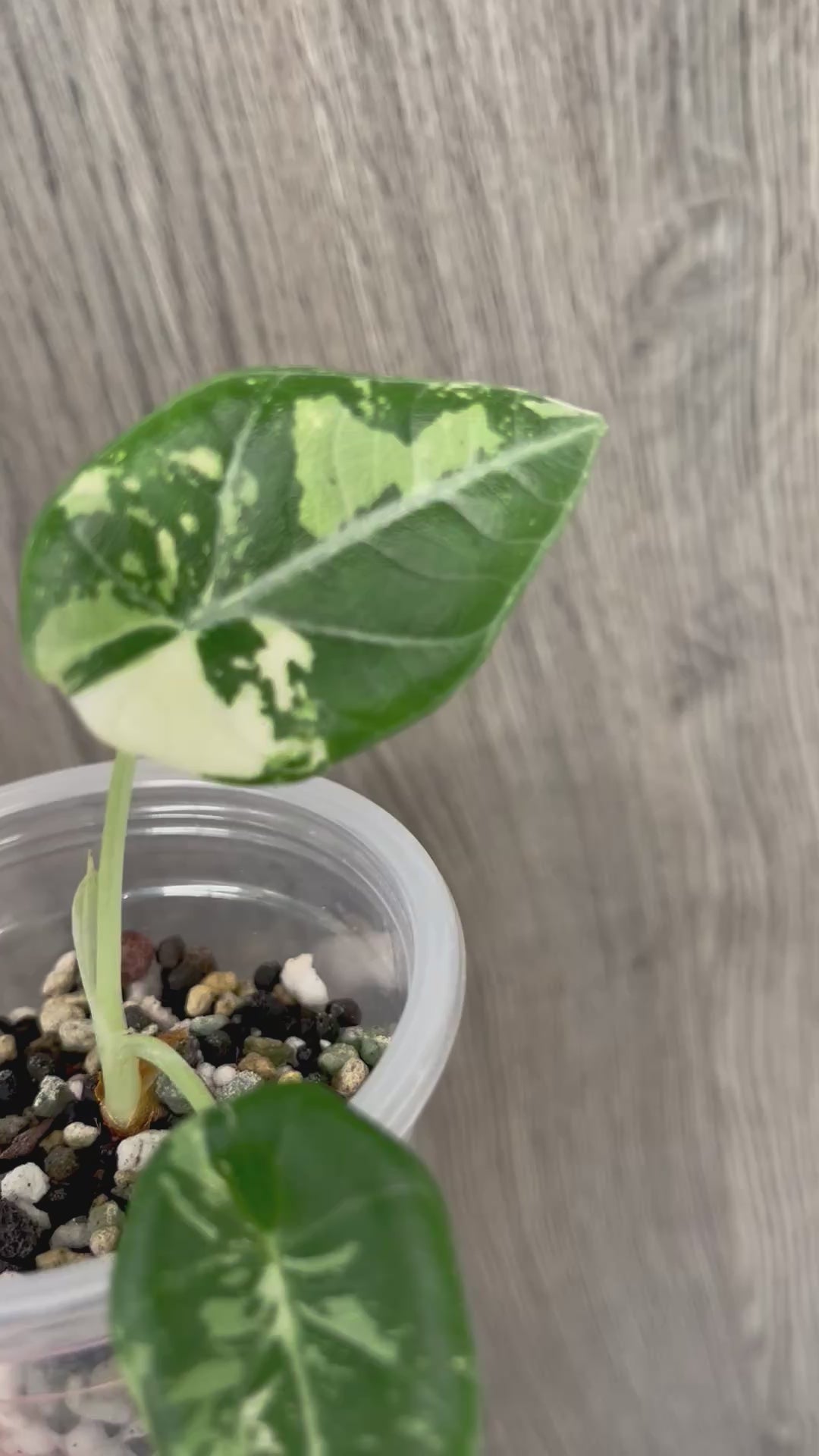 Alocasia Maharani Variegated