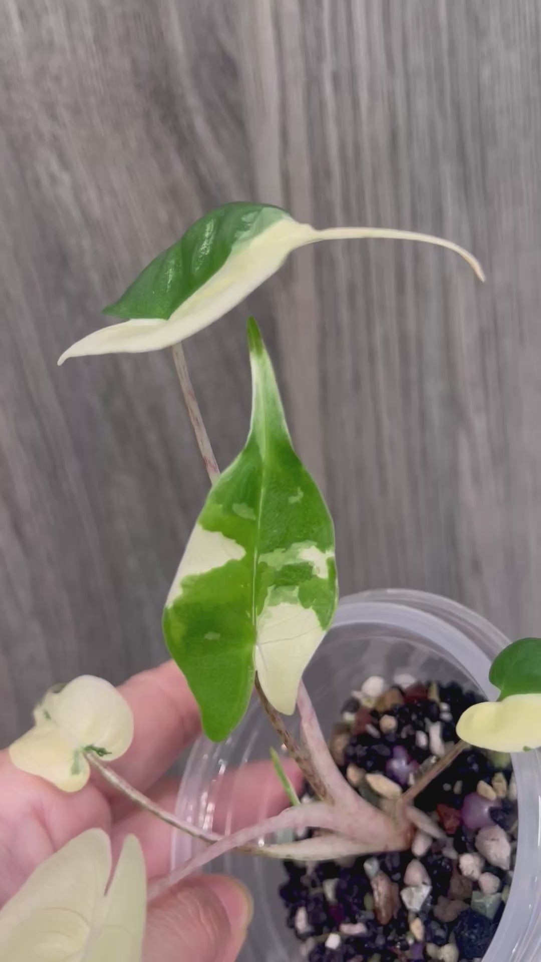 Alocasia Stingray Albo