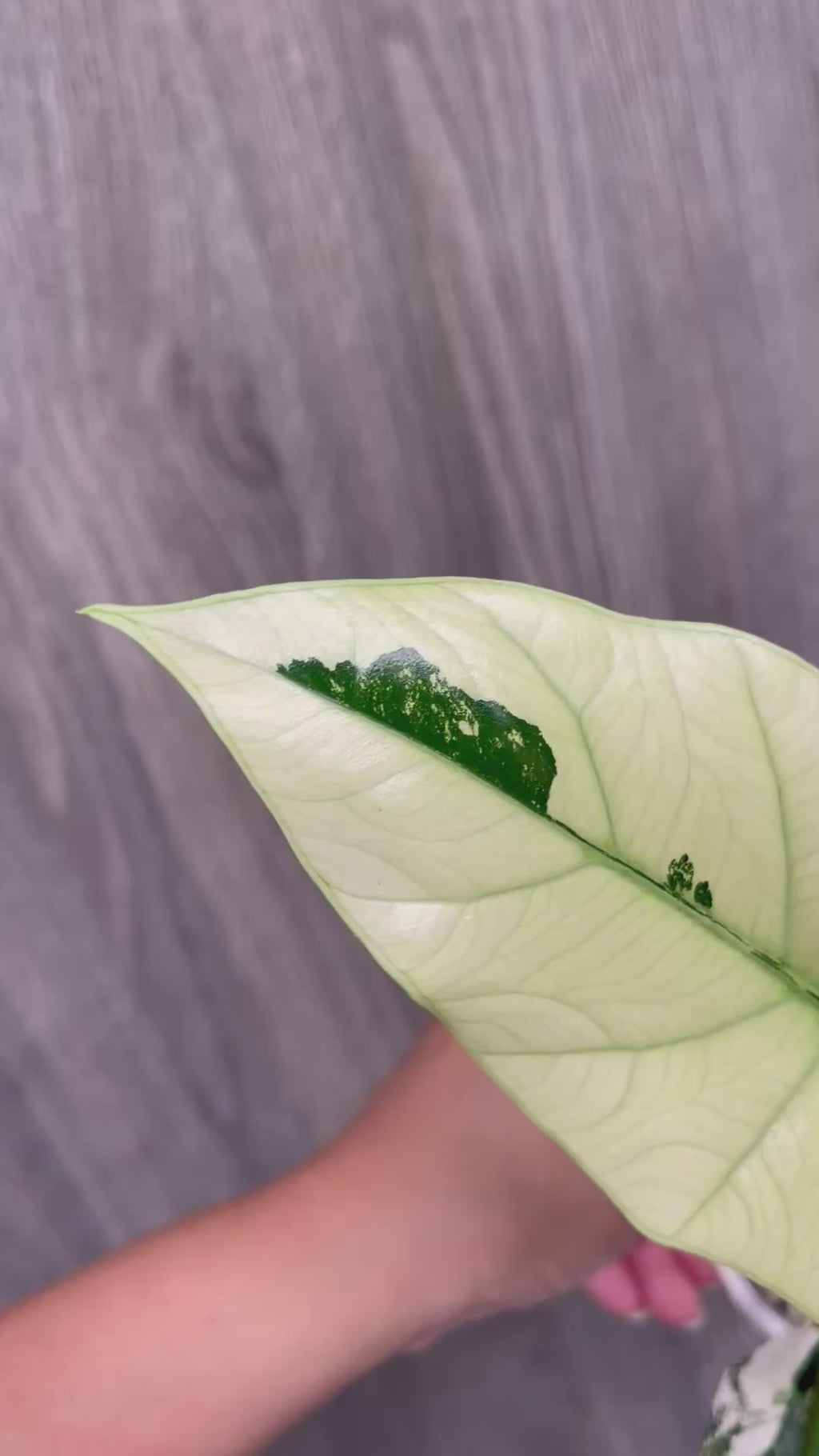 Alocasia Simpo Albo C