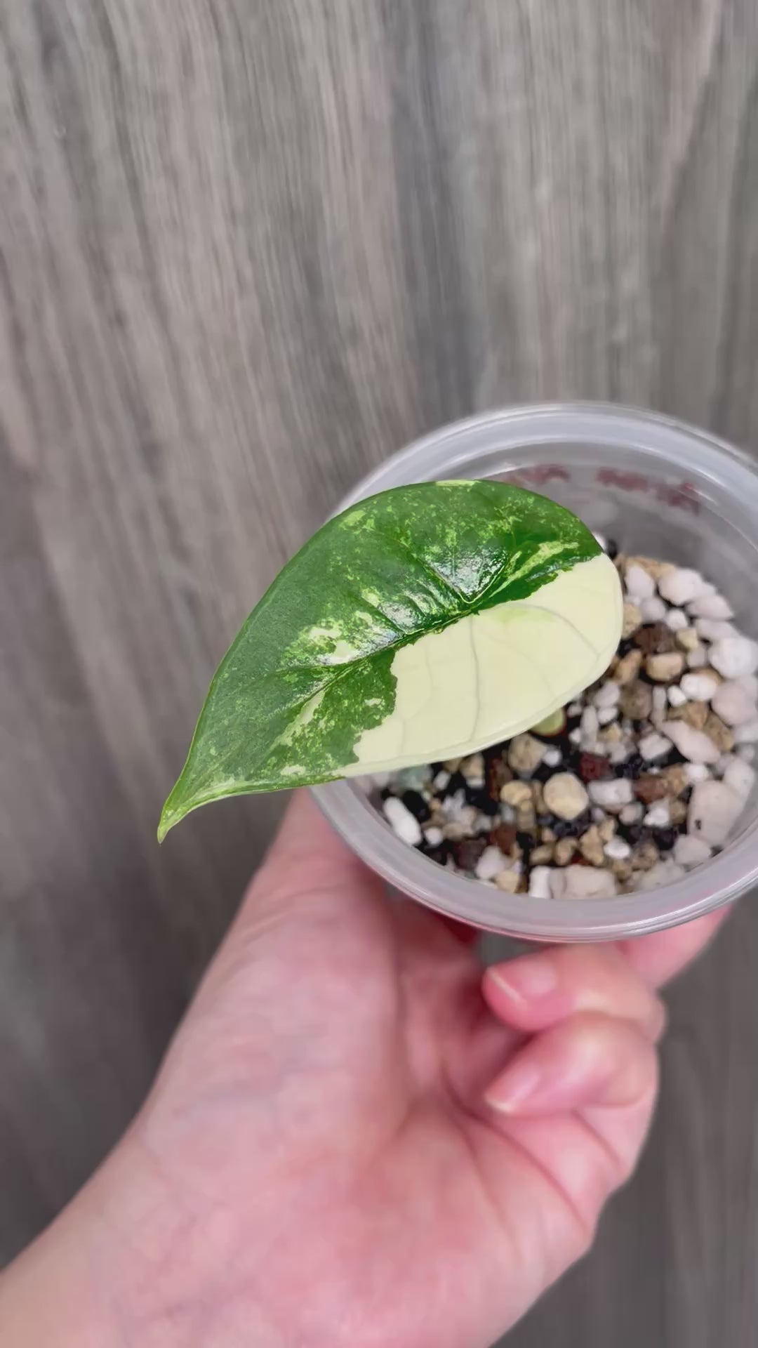 Alocasia Bisma Platinum Albo Mint B