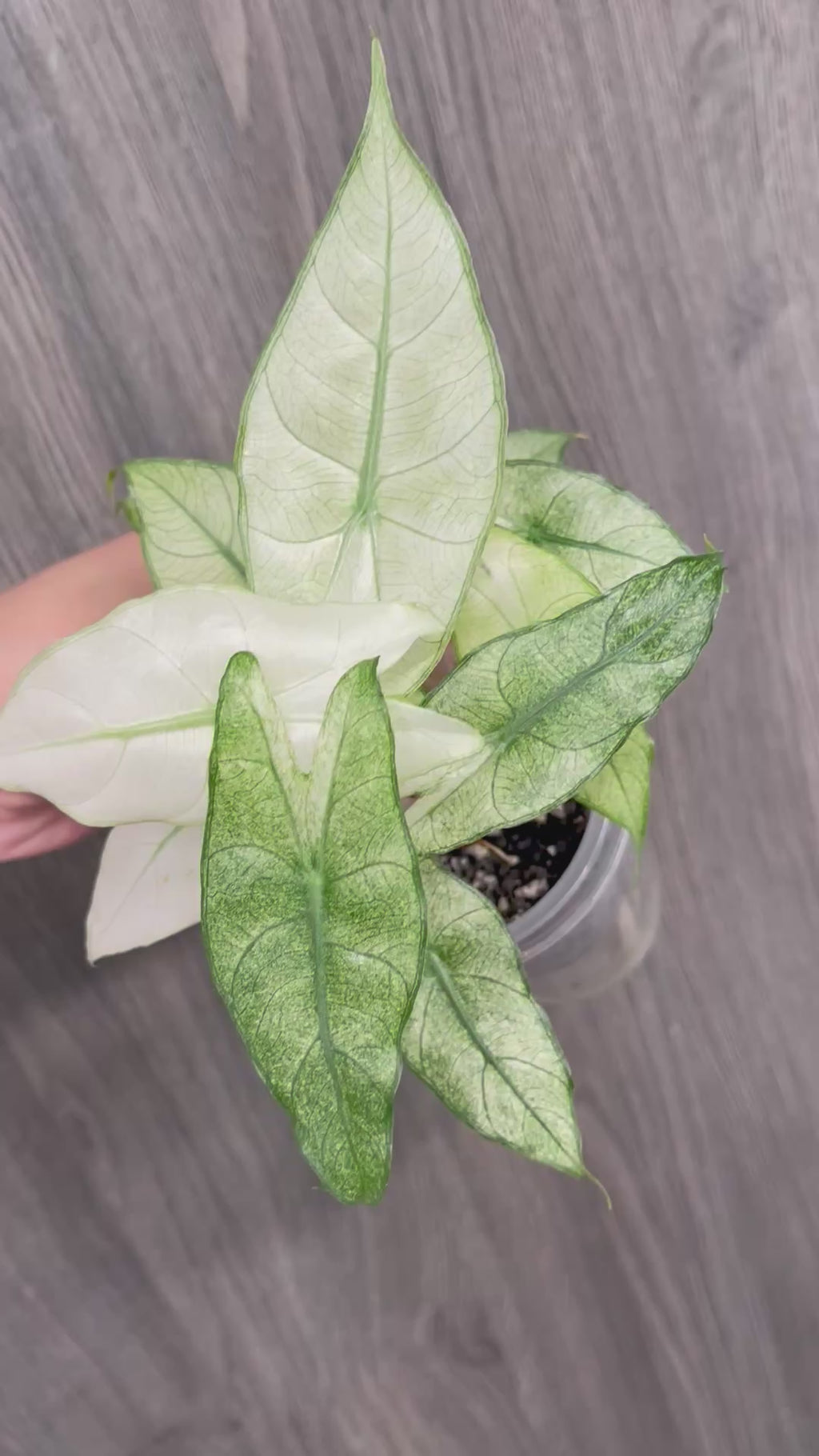 Alocasia Pink Dragon Mint