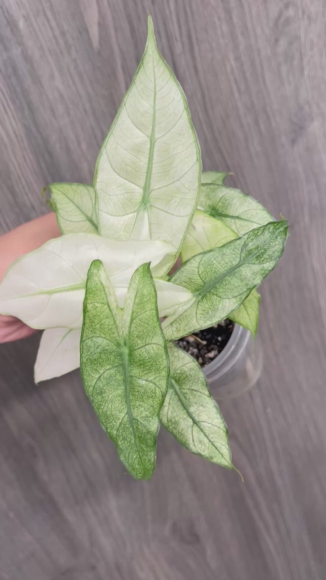 Alocasia Pink Dragon Mint