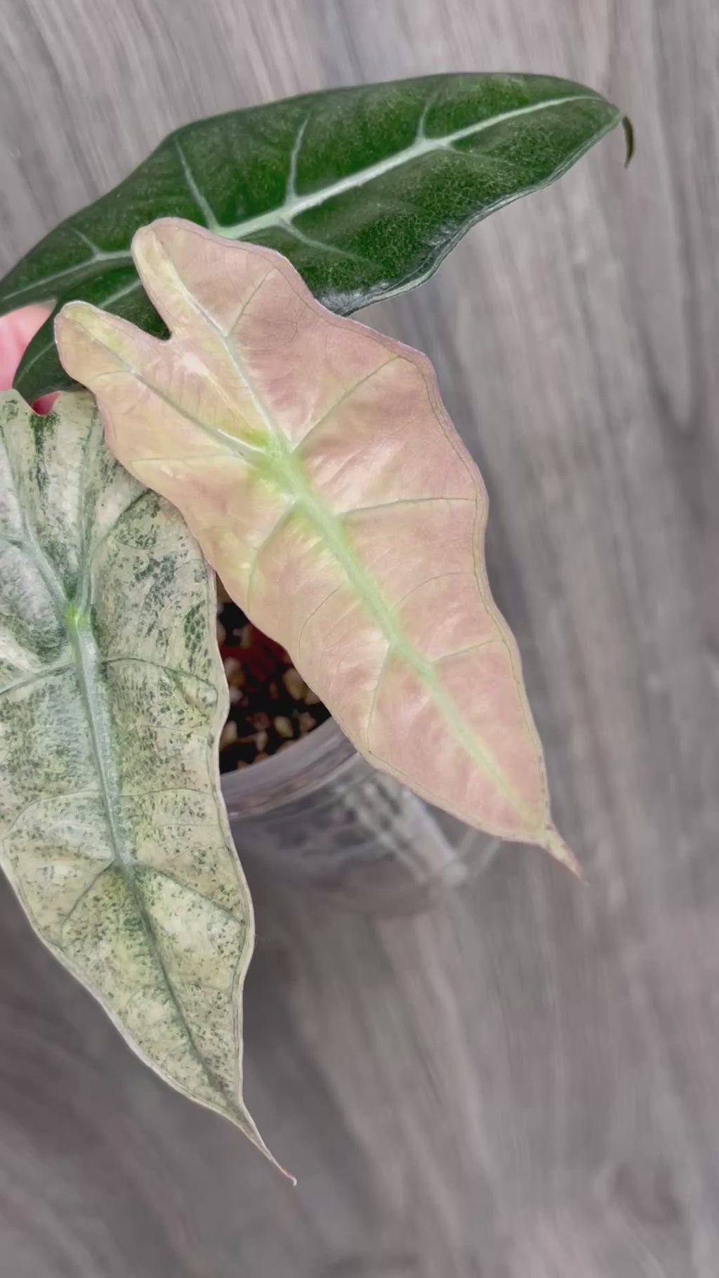 Alocasia Polly Pink Ghost