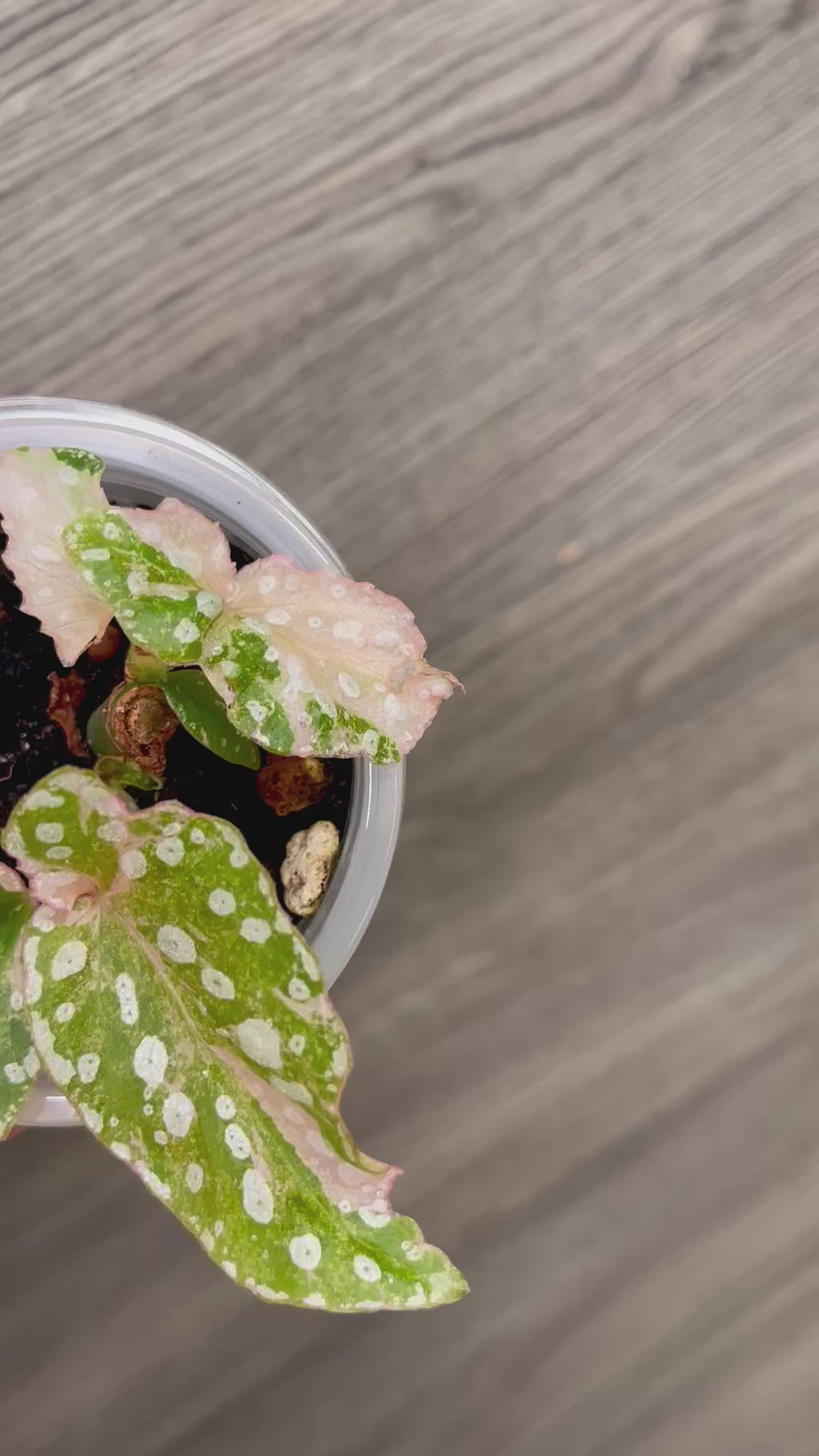 Begonia Maculata Pink B