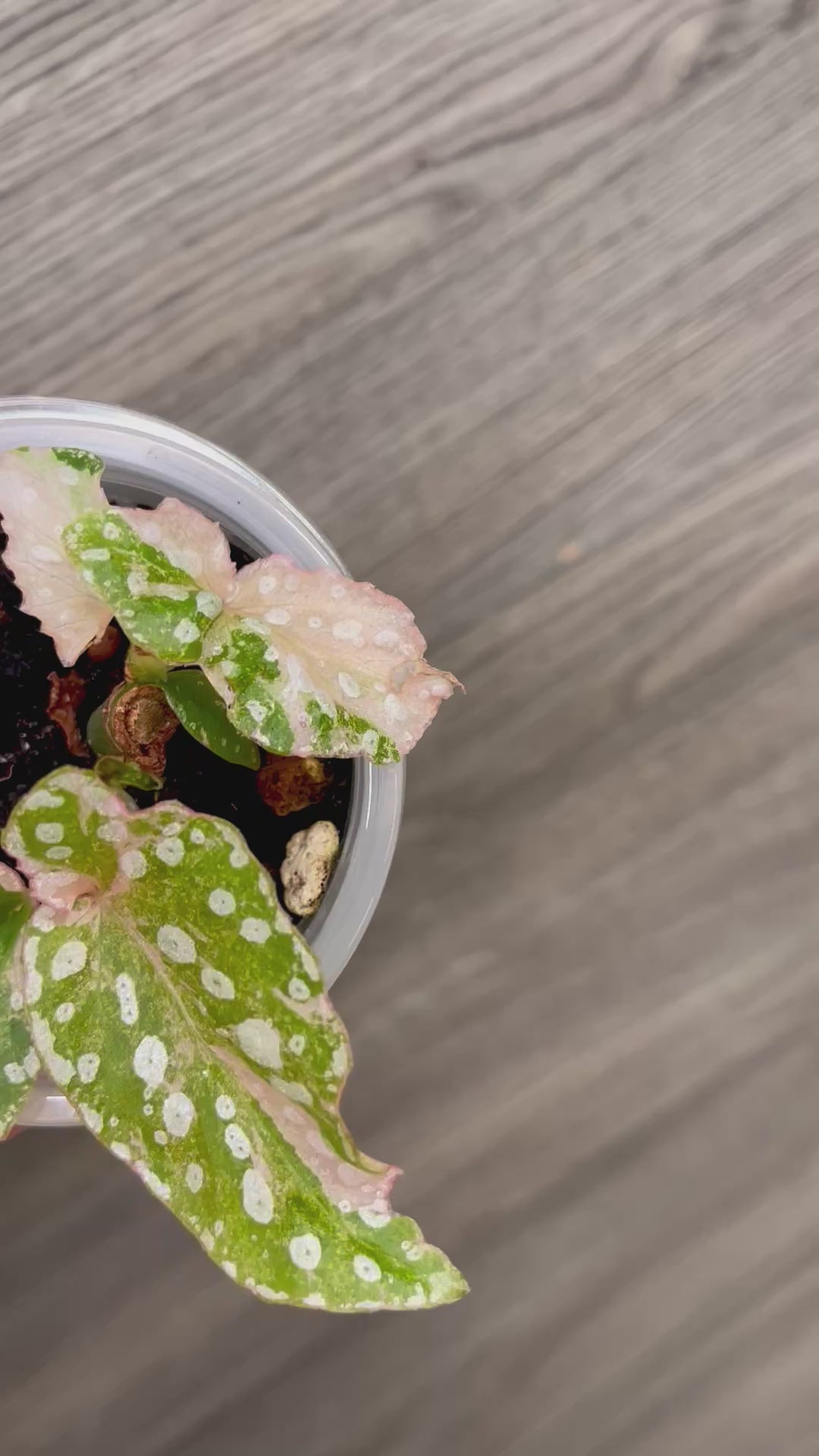 Begonia Maculata Pink B
