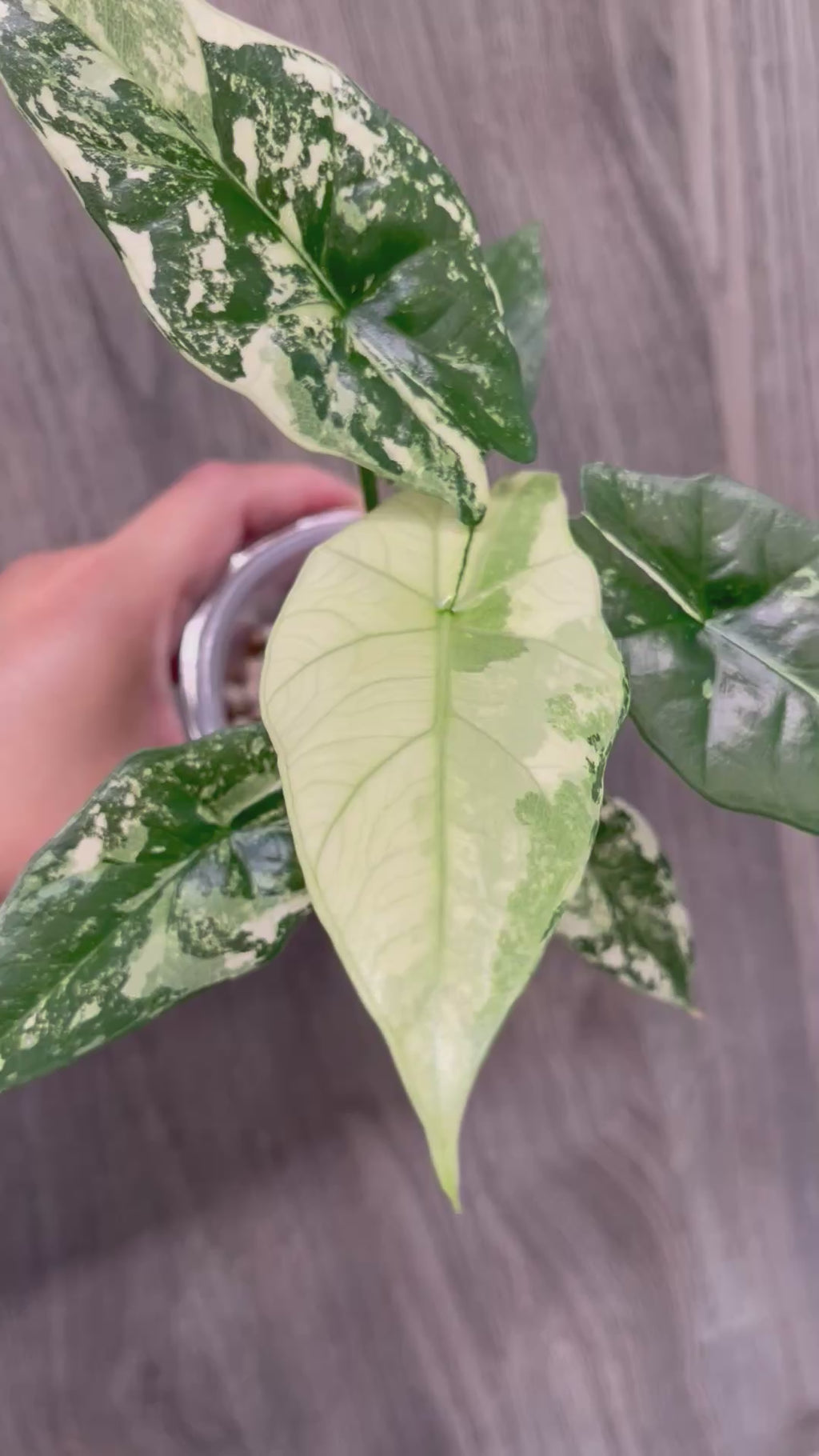Alocasia Simpo Albo A