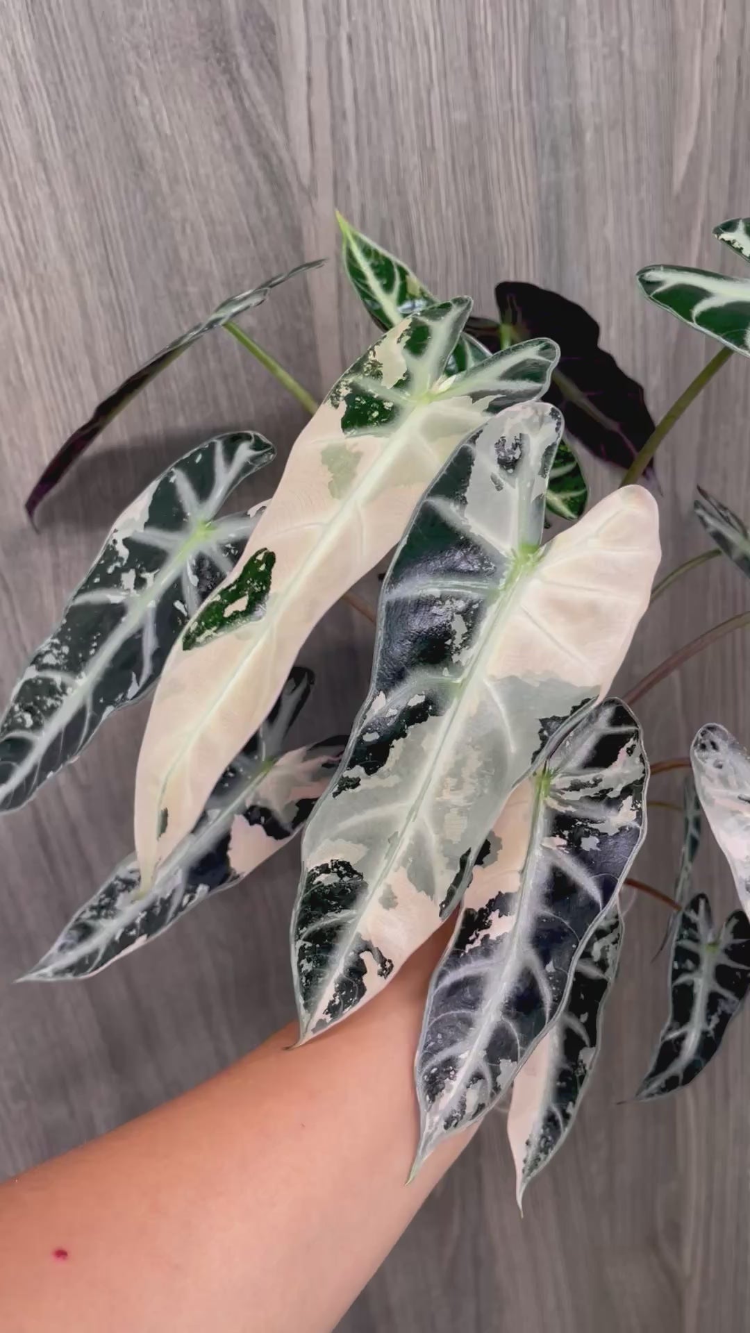 Alocasia Bambino Pink