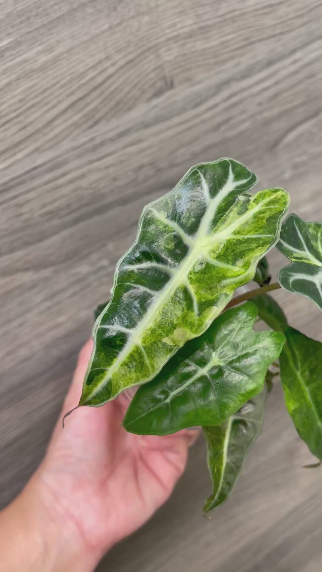 Alocasia Polly Aurea Splash A