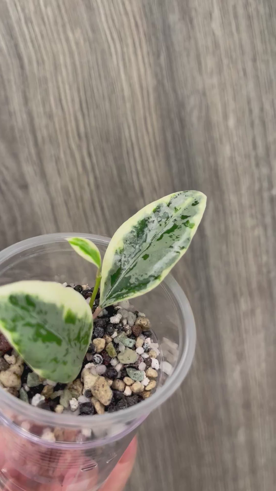 Hoya Lacunosa Lumina B