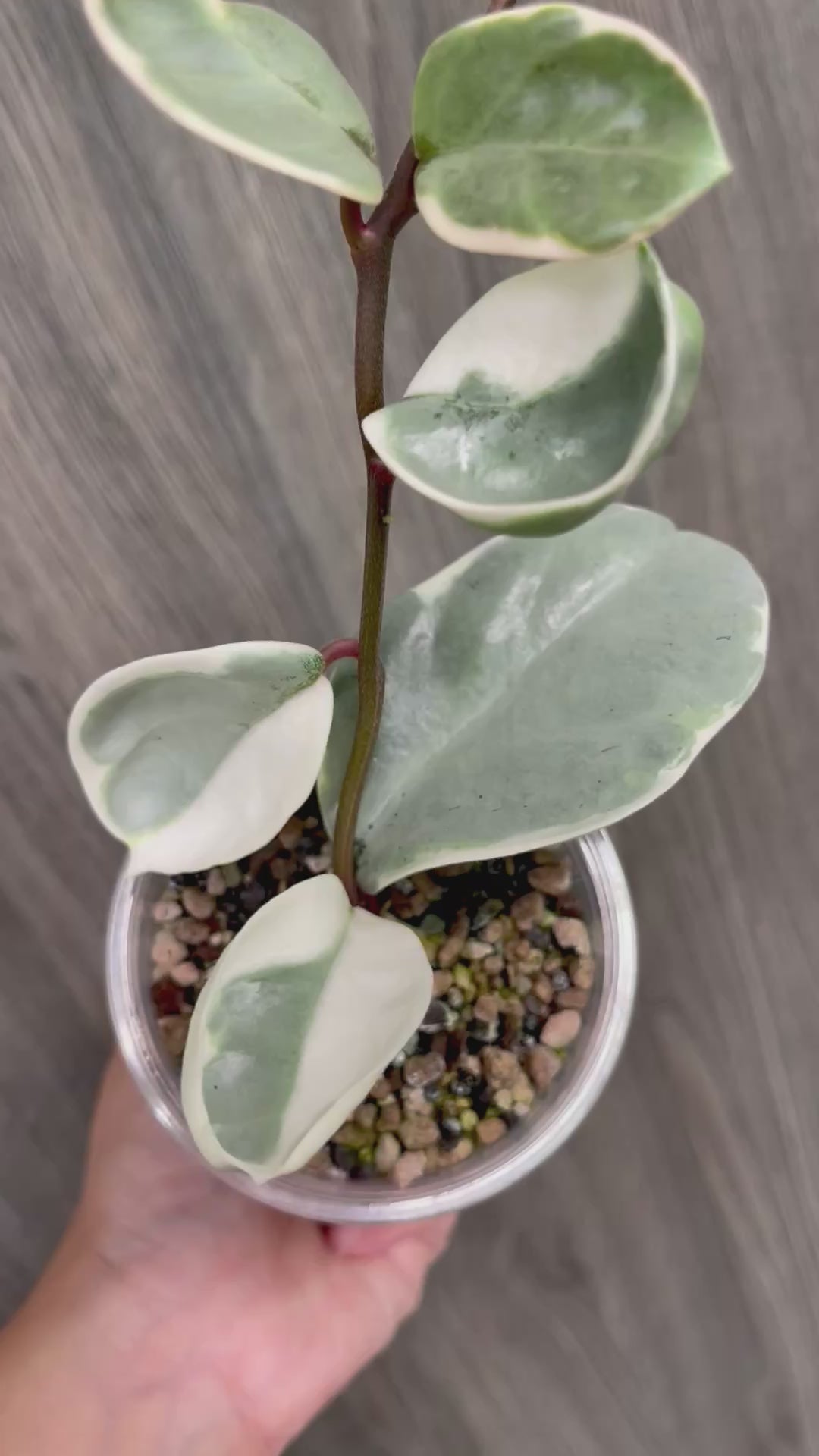 Hoya Argentea Picta A