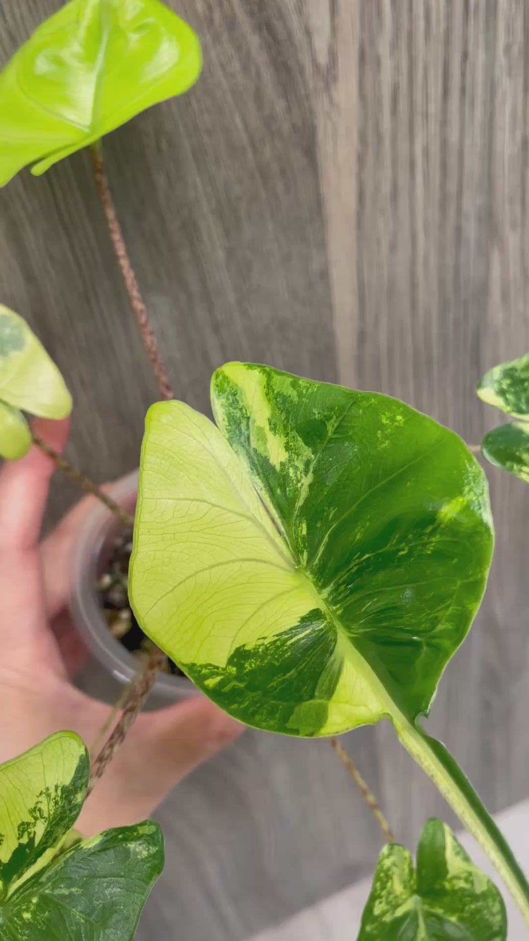 Alocasia Stingray Lime B