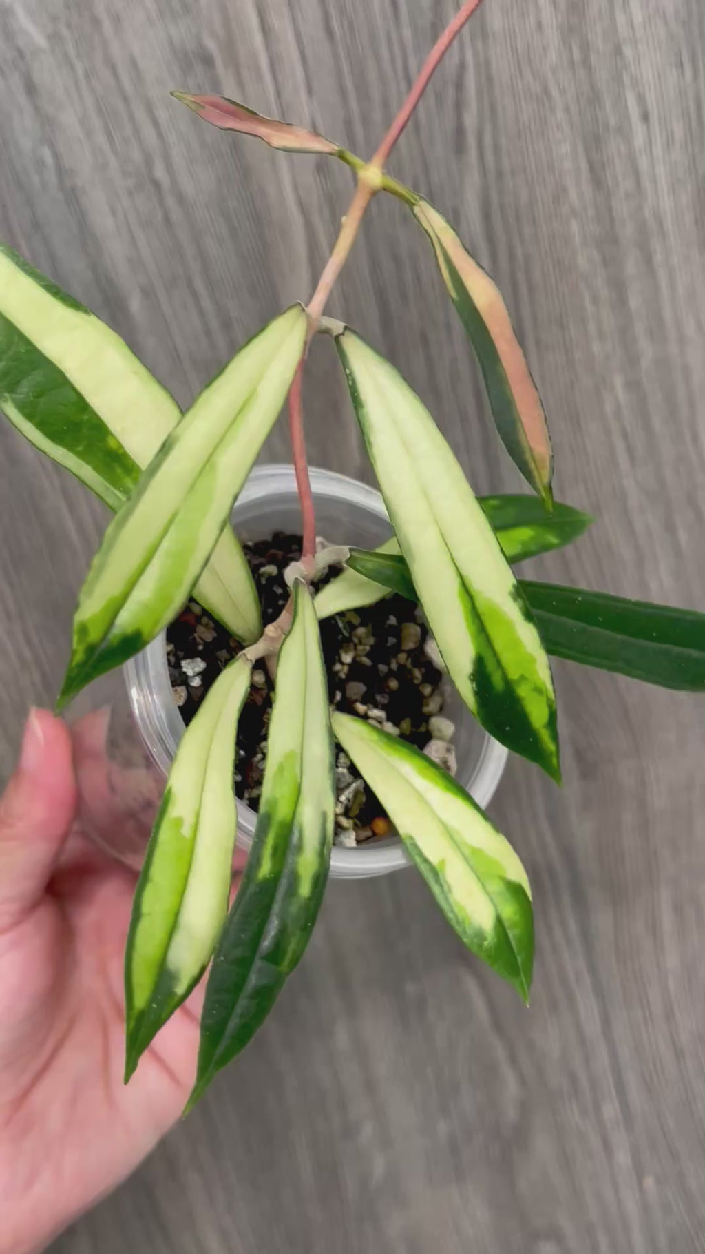 Hoya Rigidifolia Variegated