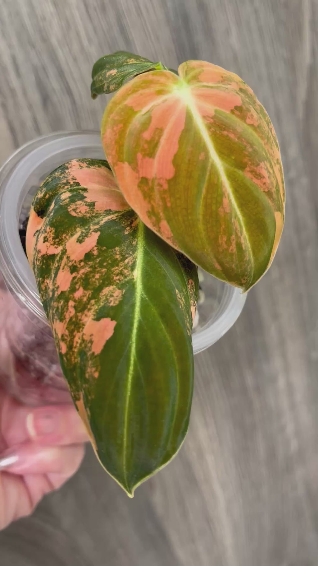 Philo Melano Orange Bonfire