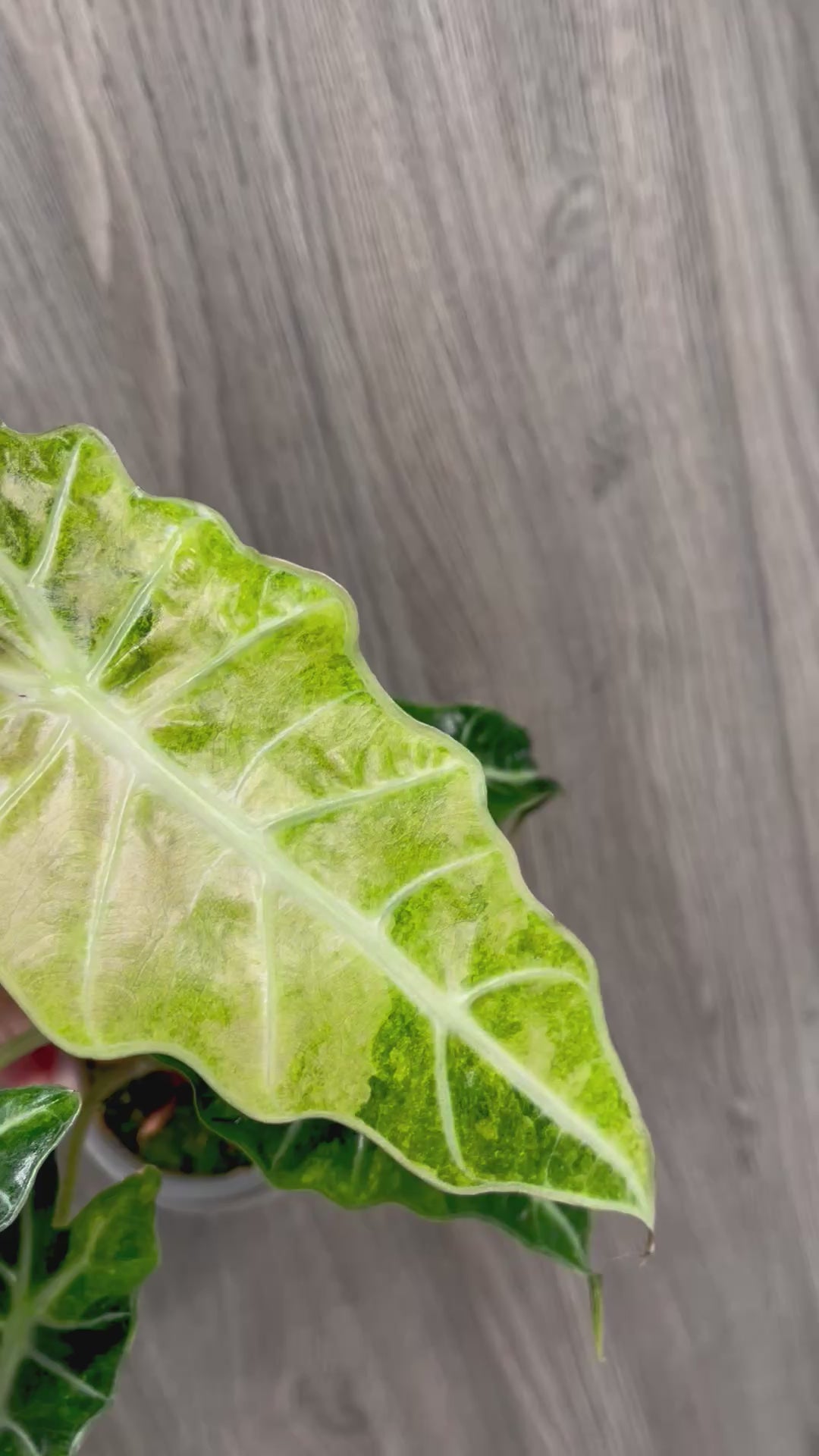 Alocasia Polly Aurea Splash