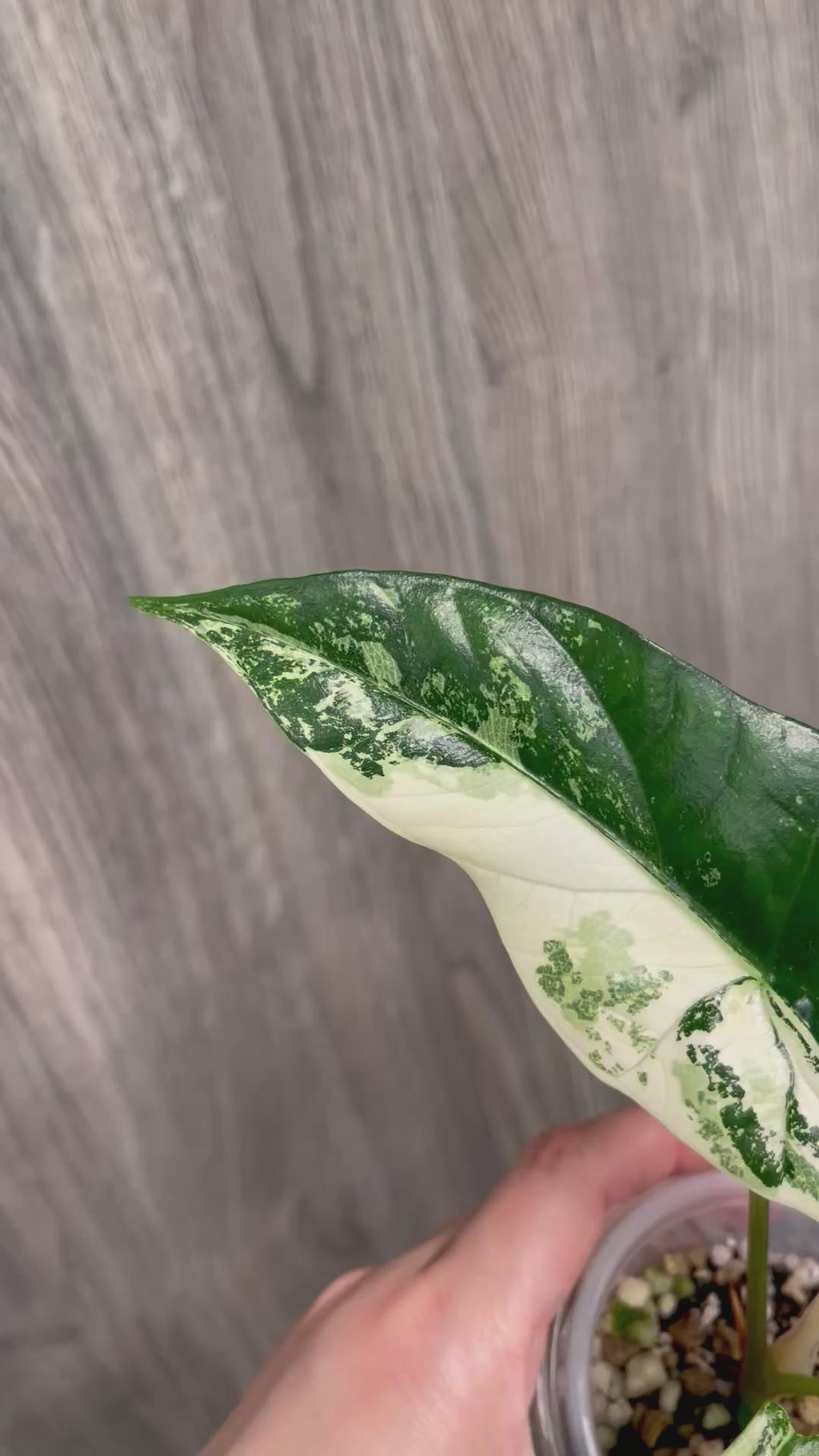 Alocasia Simpo Albo B