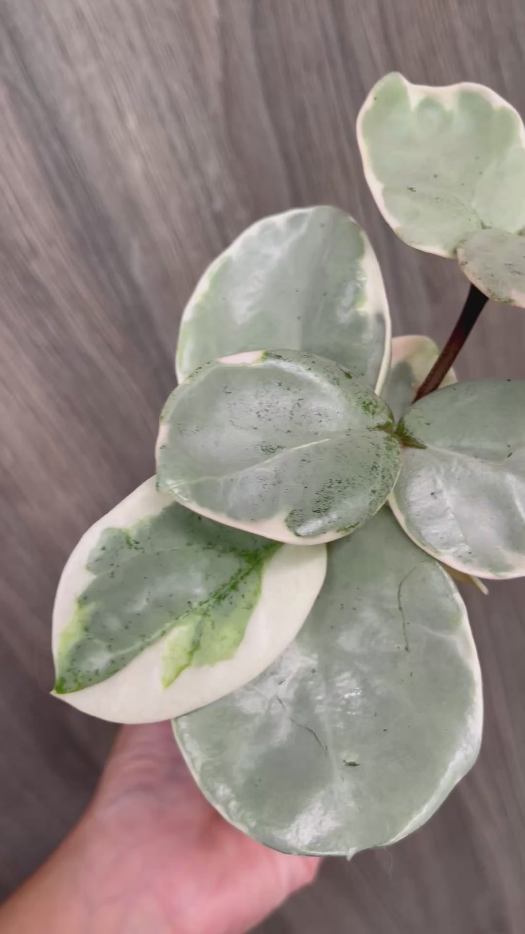 Hoya Argentea Picta C