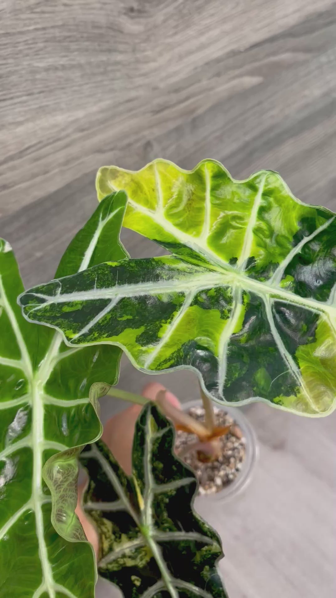 Alocasia Polly Bright Aurea A