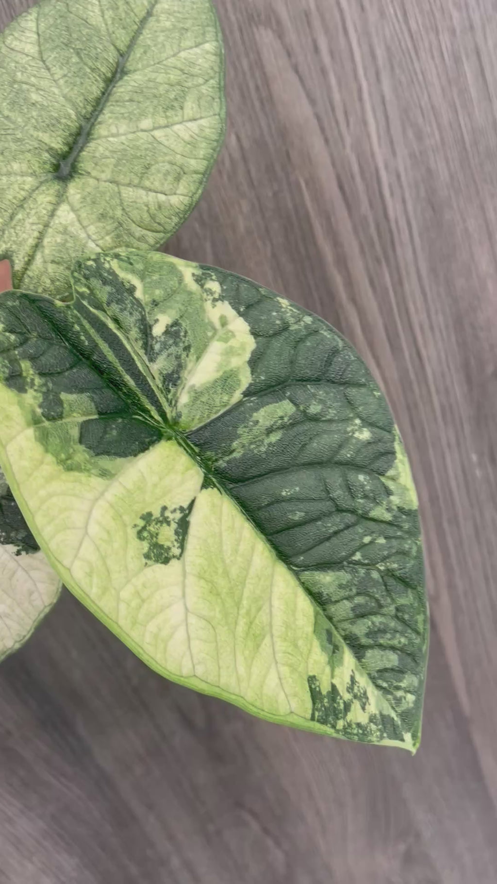 Alocasia Melo Mint D