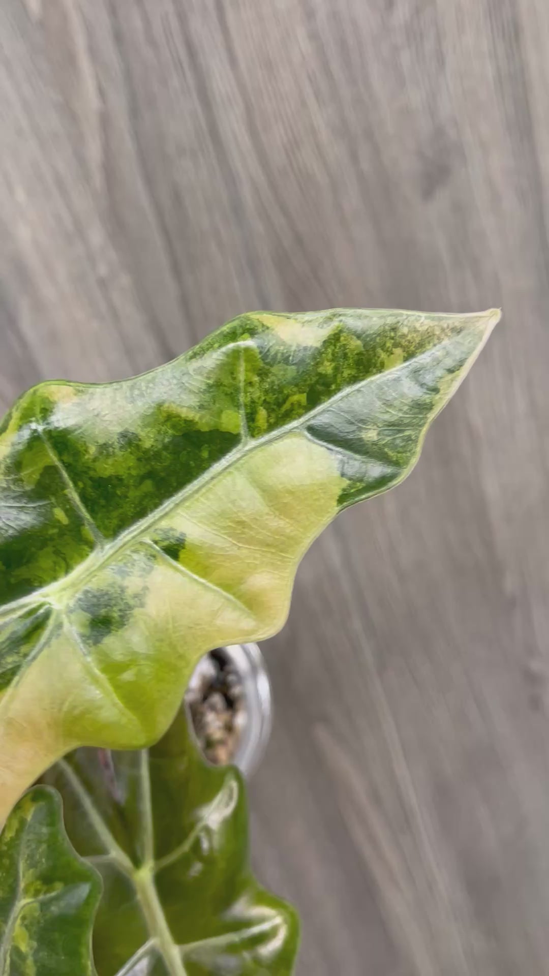 Alocasia Pseudo Aurea A