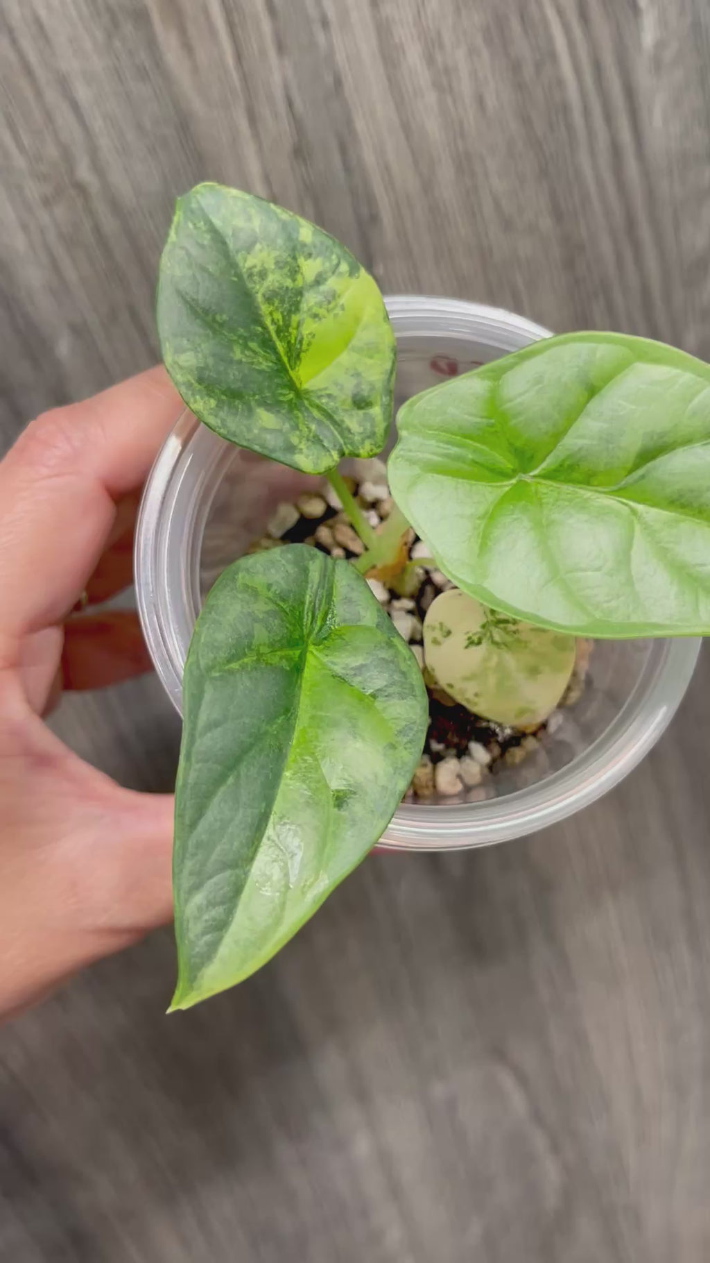 Alocasia Silver Dragon Aurea