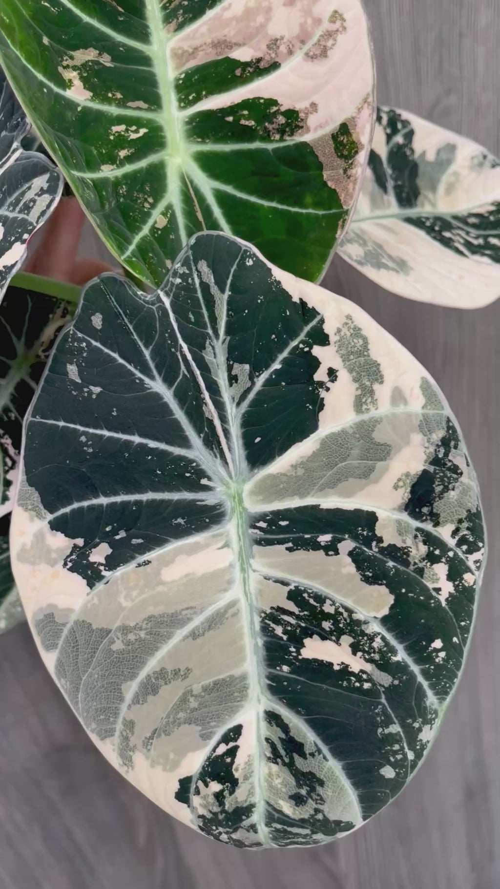 Alocasia Black Velvet Albo B
