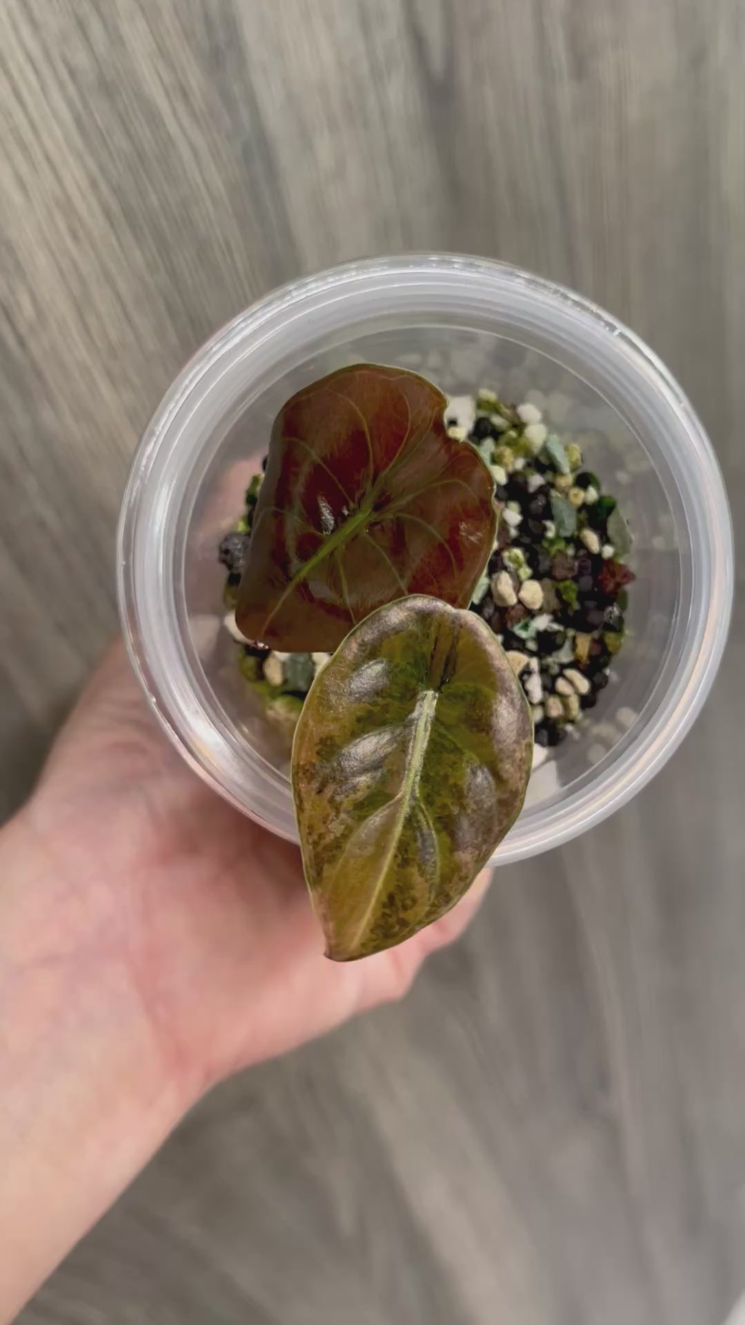 Alocasia Cuprea Latte