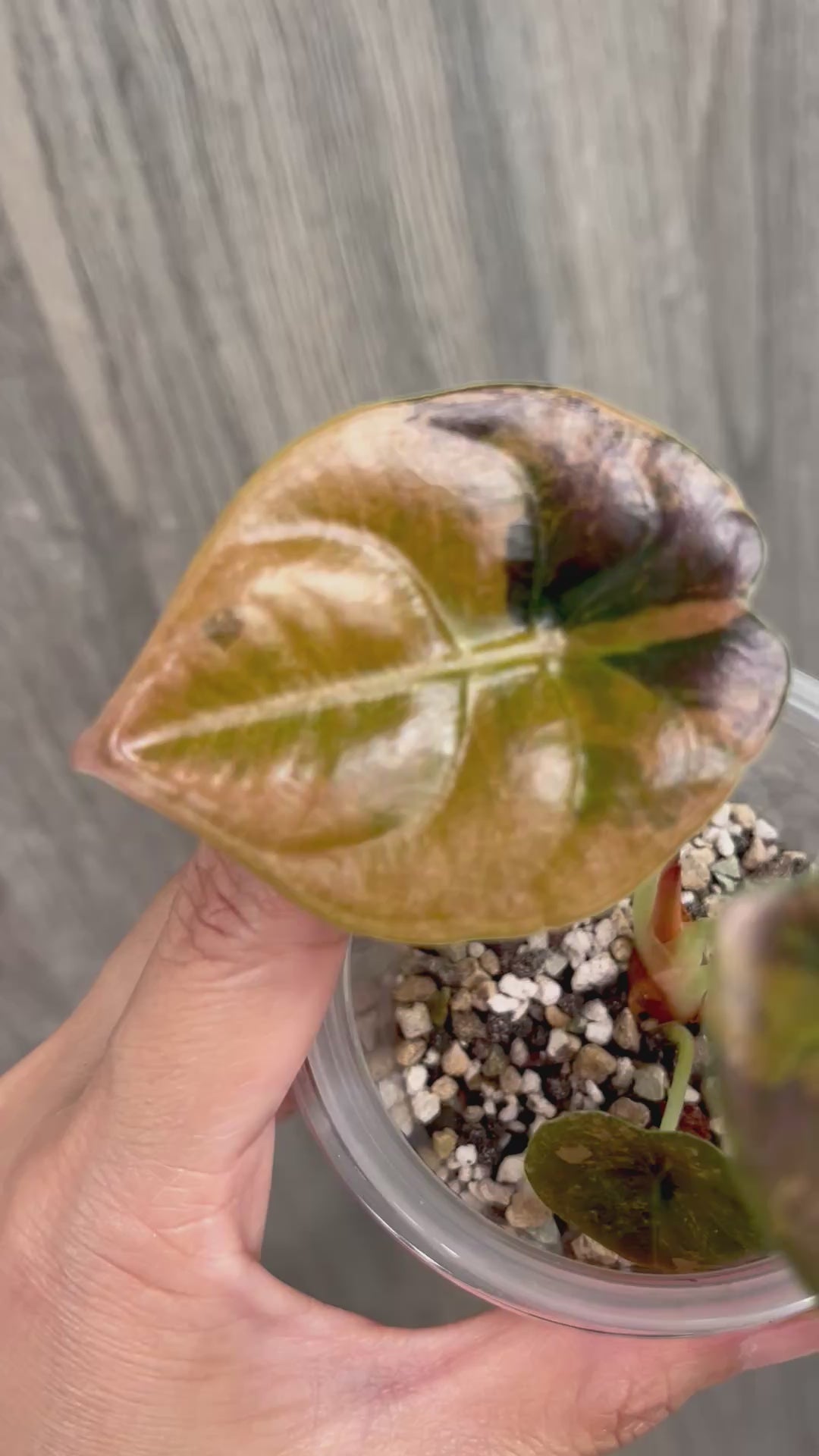 Alocasia Cuprea Latte