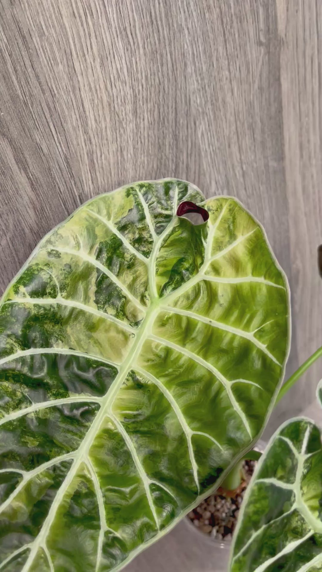 Alocasia Watsoniana Doff Green on Green