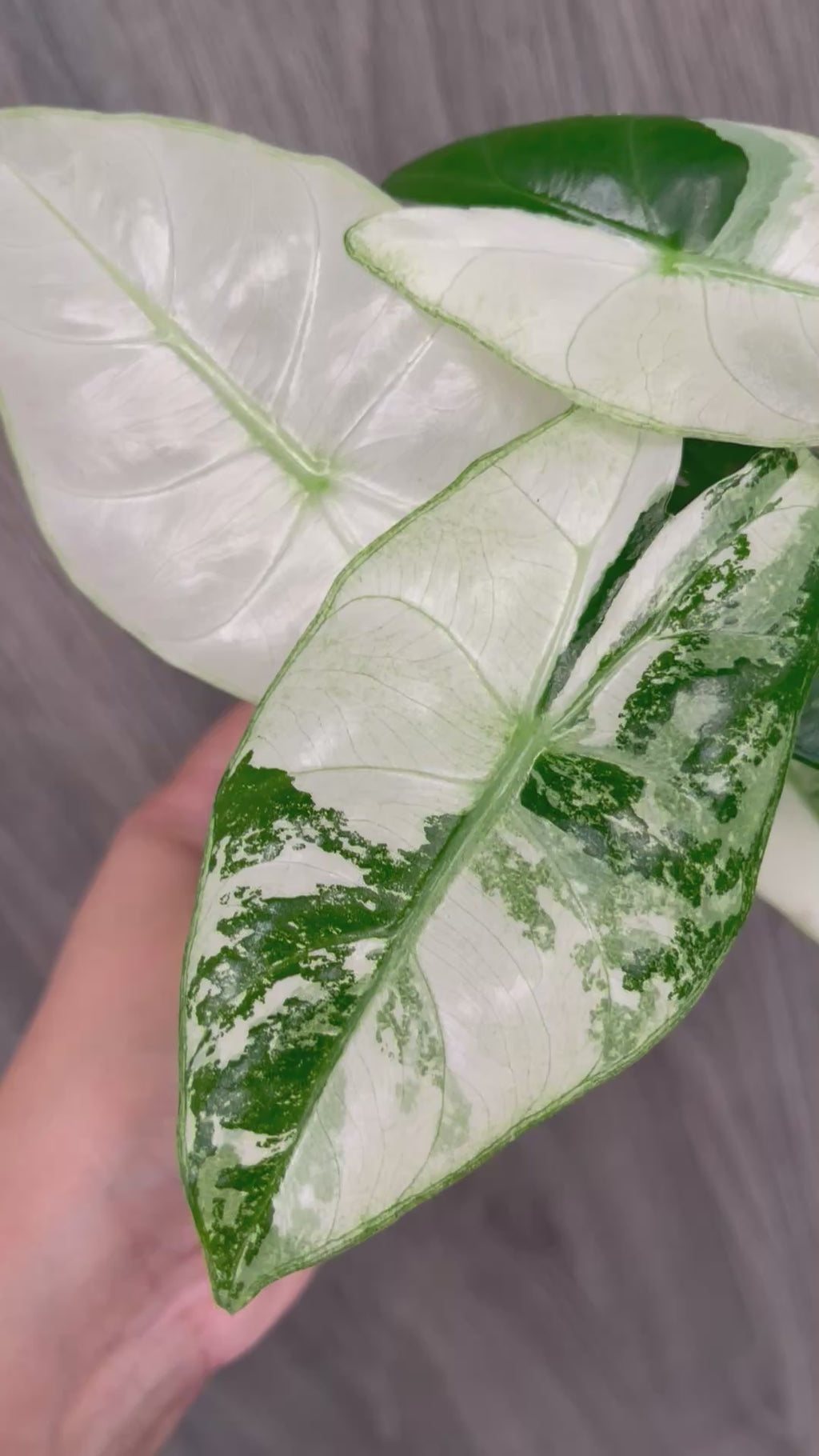 Alocasia Pink Dragon Albo