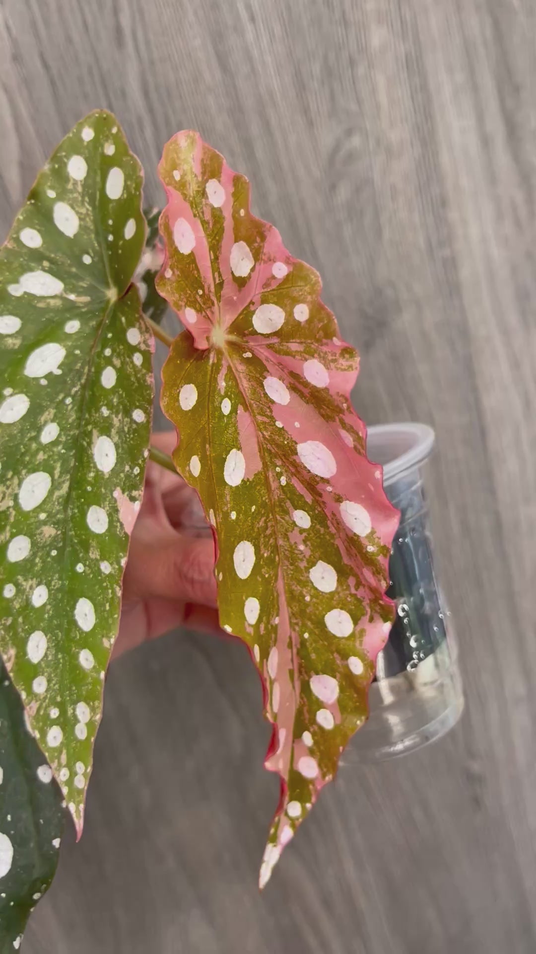 Begonia Maculata Pink A