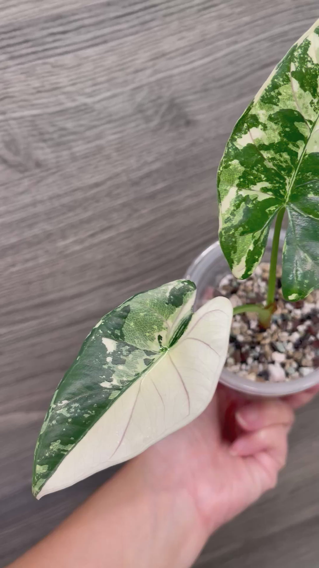 Alocasia Scabriuscula Pink Albo C