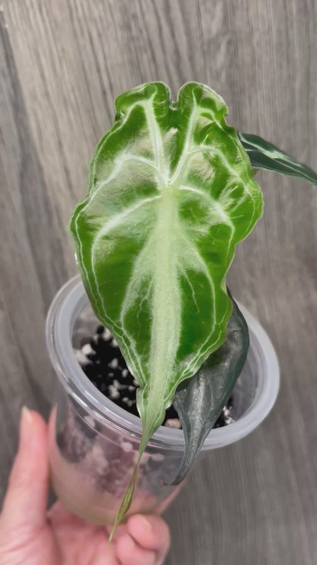 Alocasia Venom