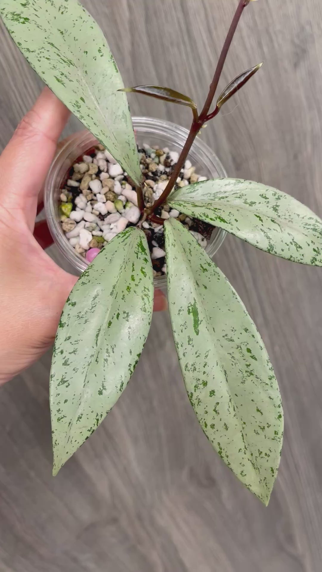 Hoya Pubicalyx Pink Silver Ghost