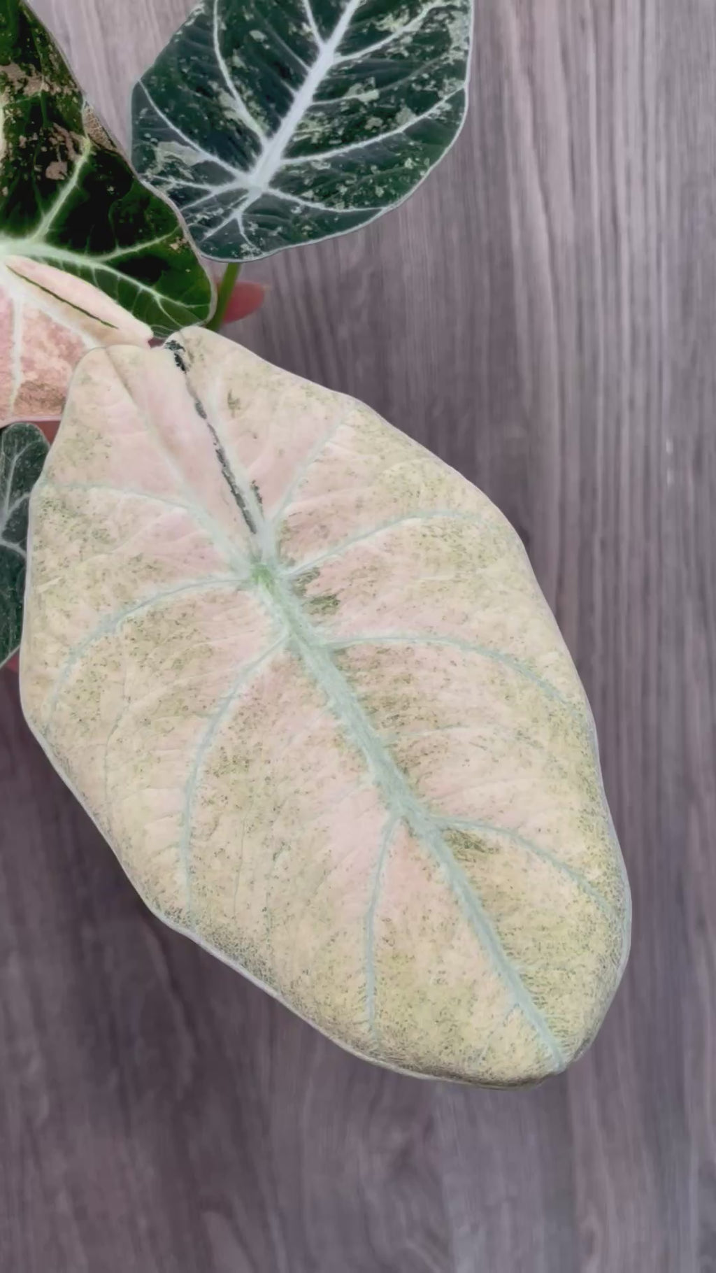 Alocasia Black Velvet Pink Mint