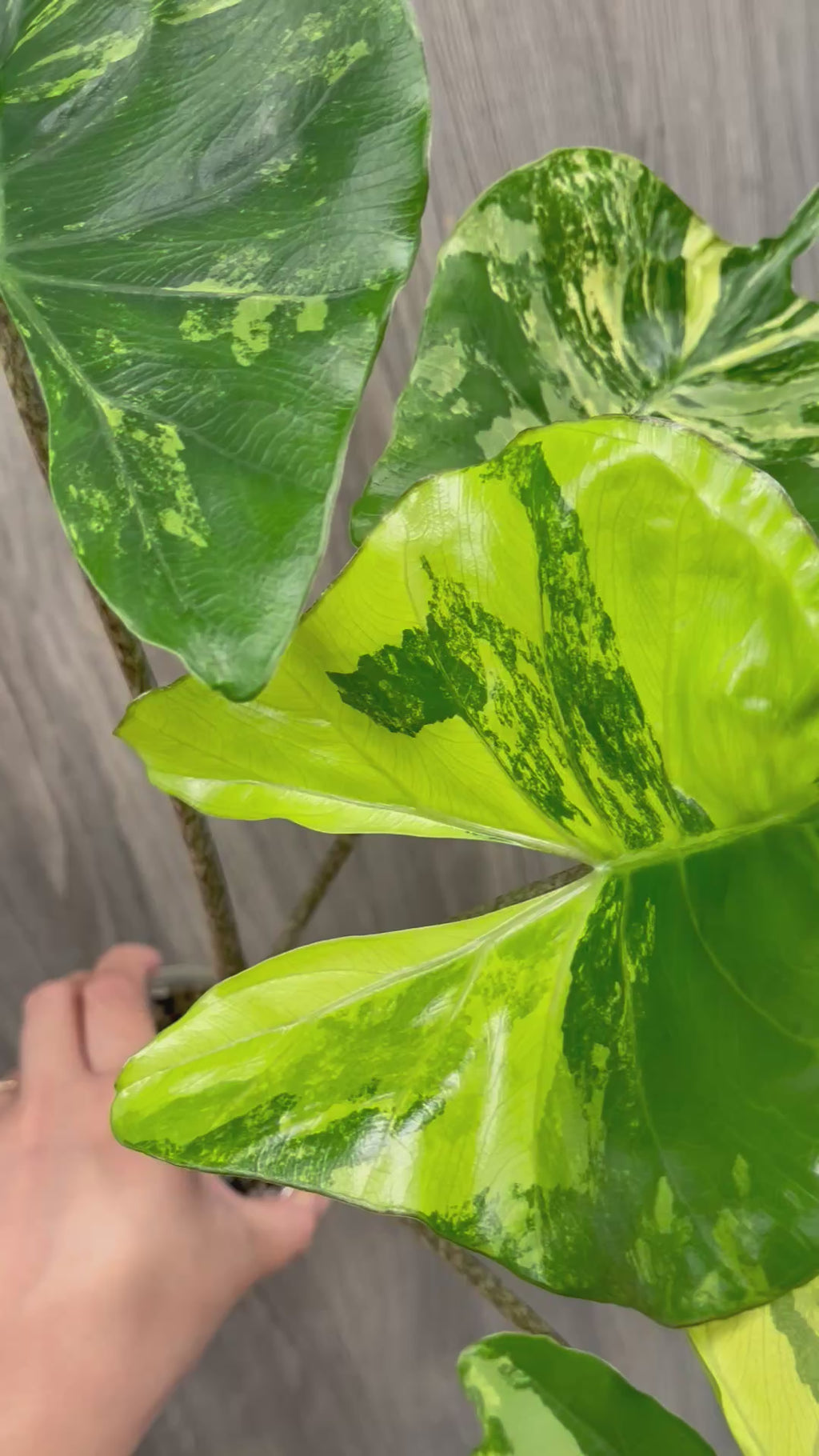 Alocasia Stingray Lime A