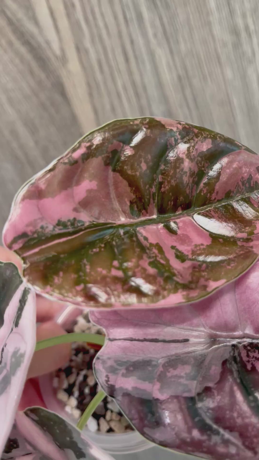 Alocasia Cuprea Pink
