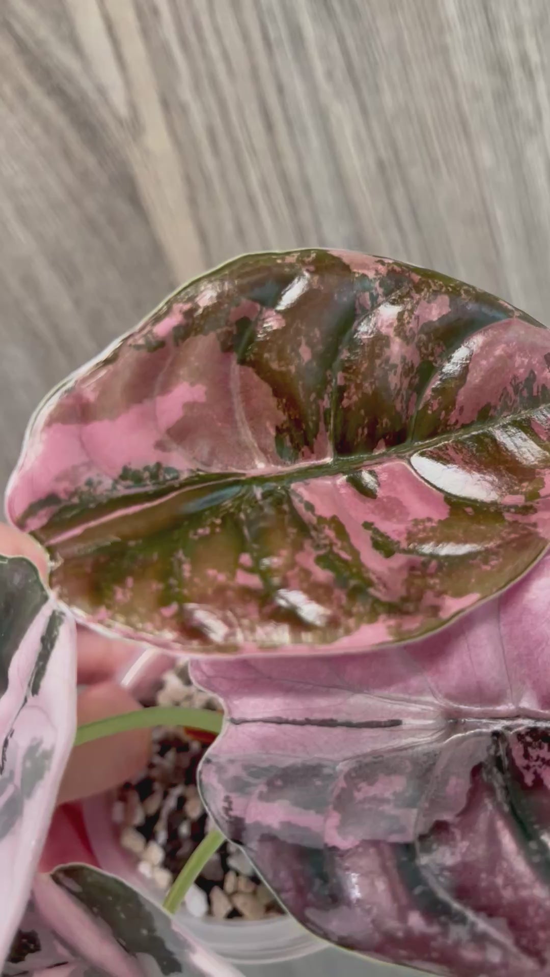 Alocasia Cuprea Pink