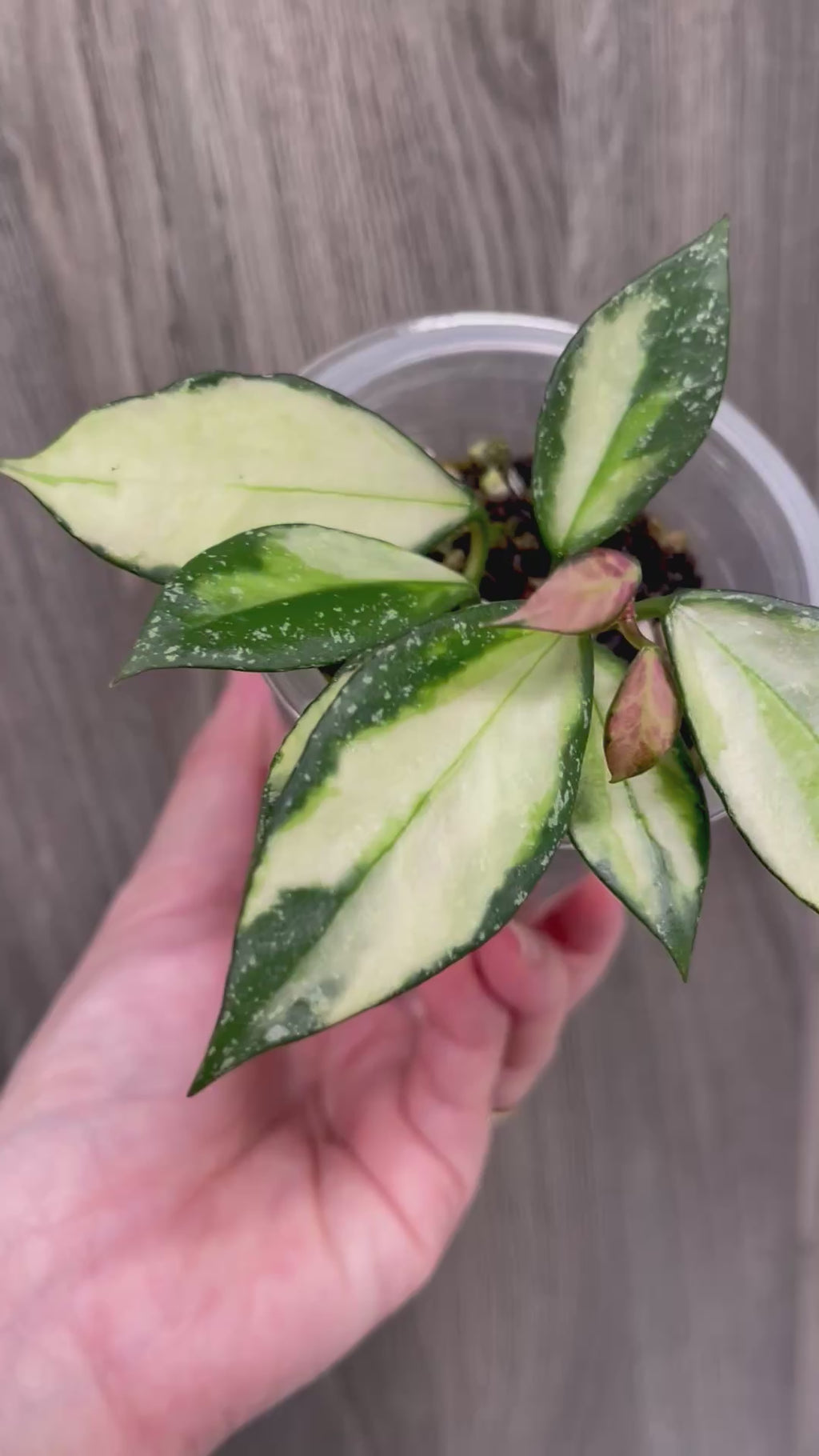 Hoya Nabawanensis Variegated