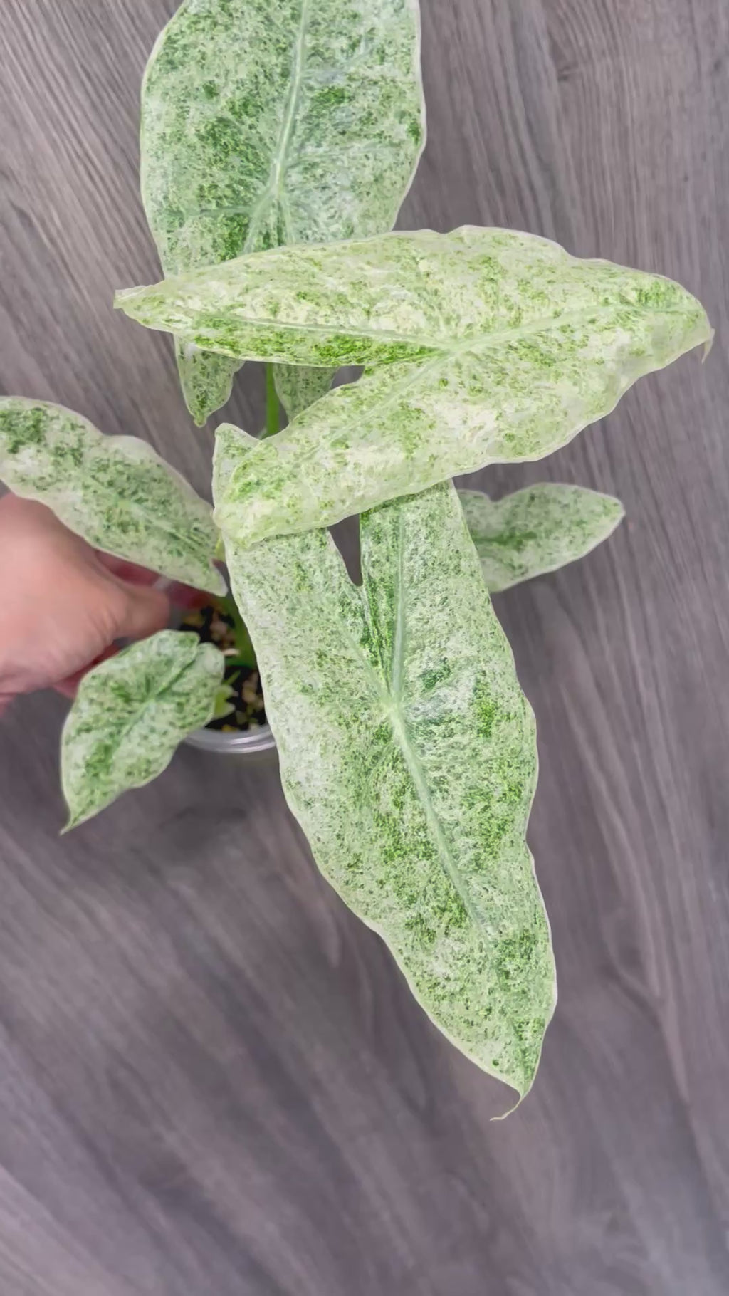 Alocasia Longiloba Mint Marble C