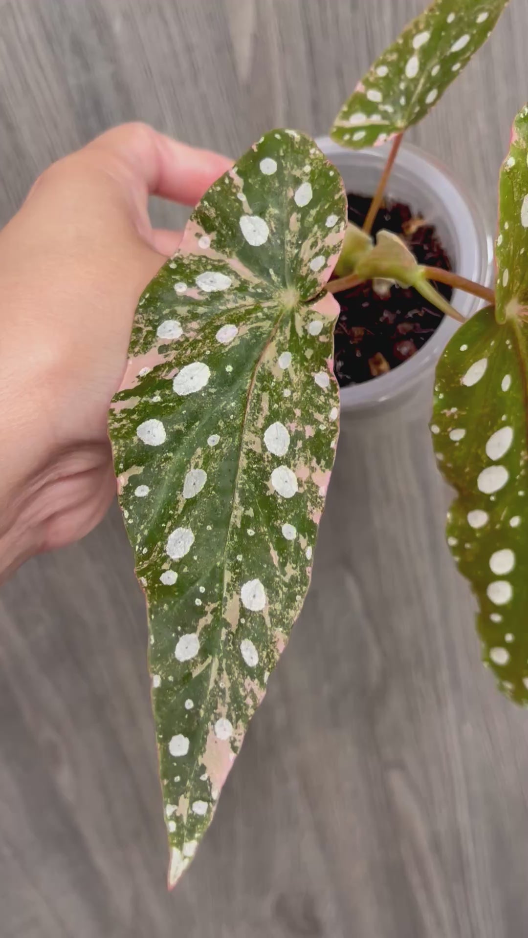 Begonia Maculata Pink B