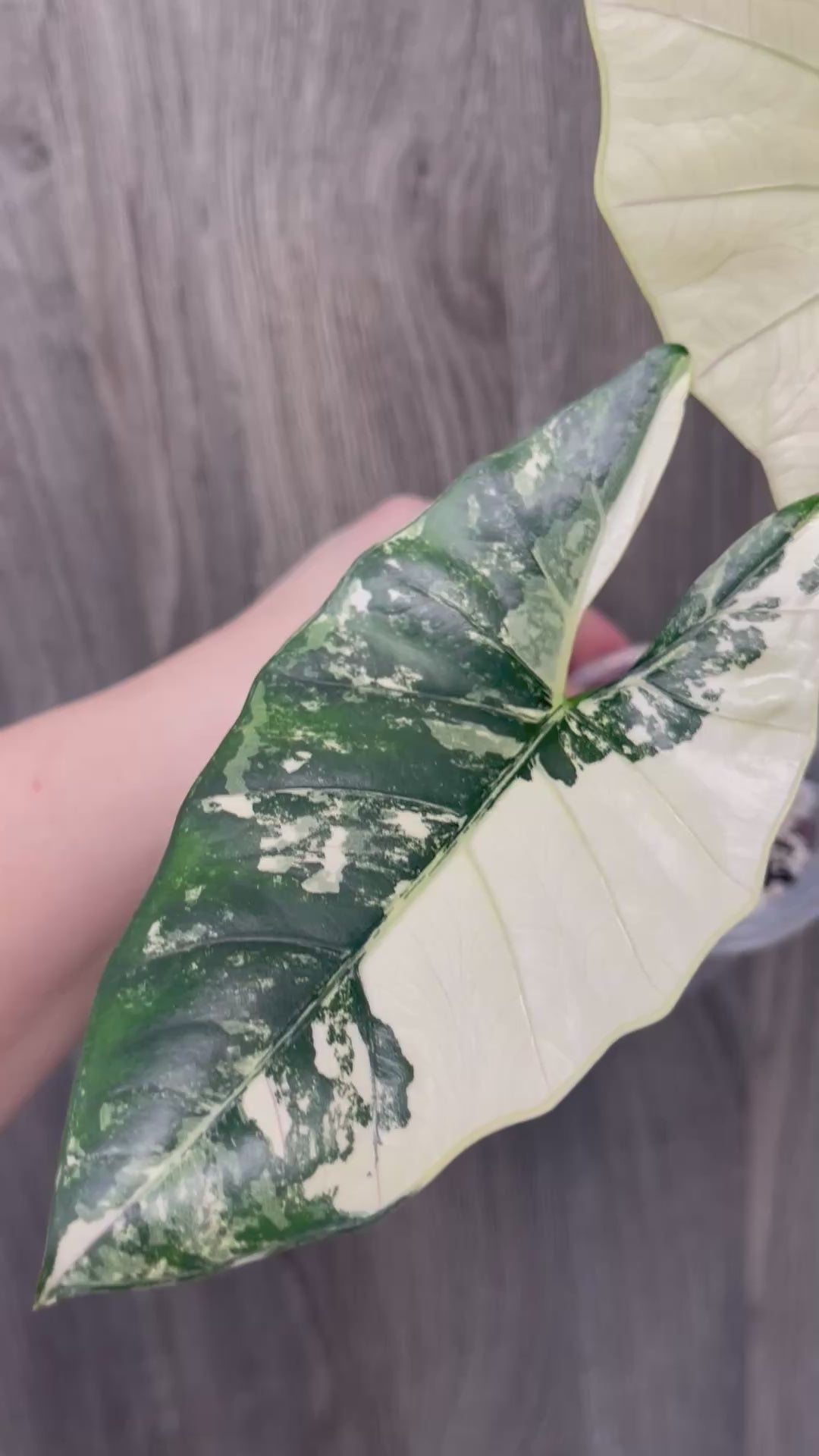 Alocasia Scabriuscula Pink Albo