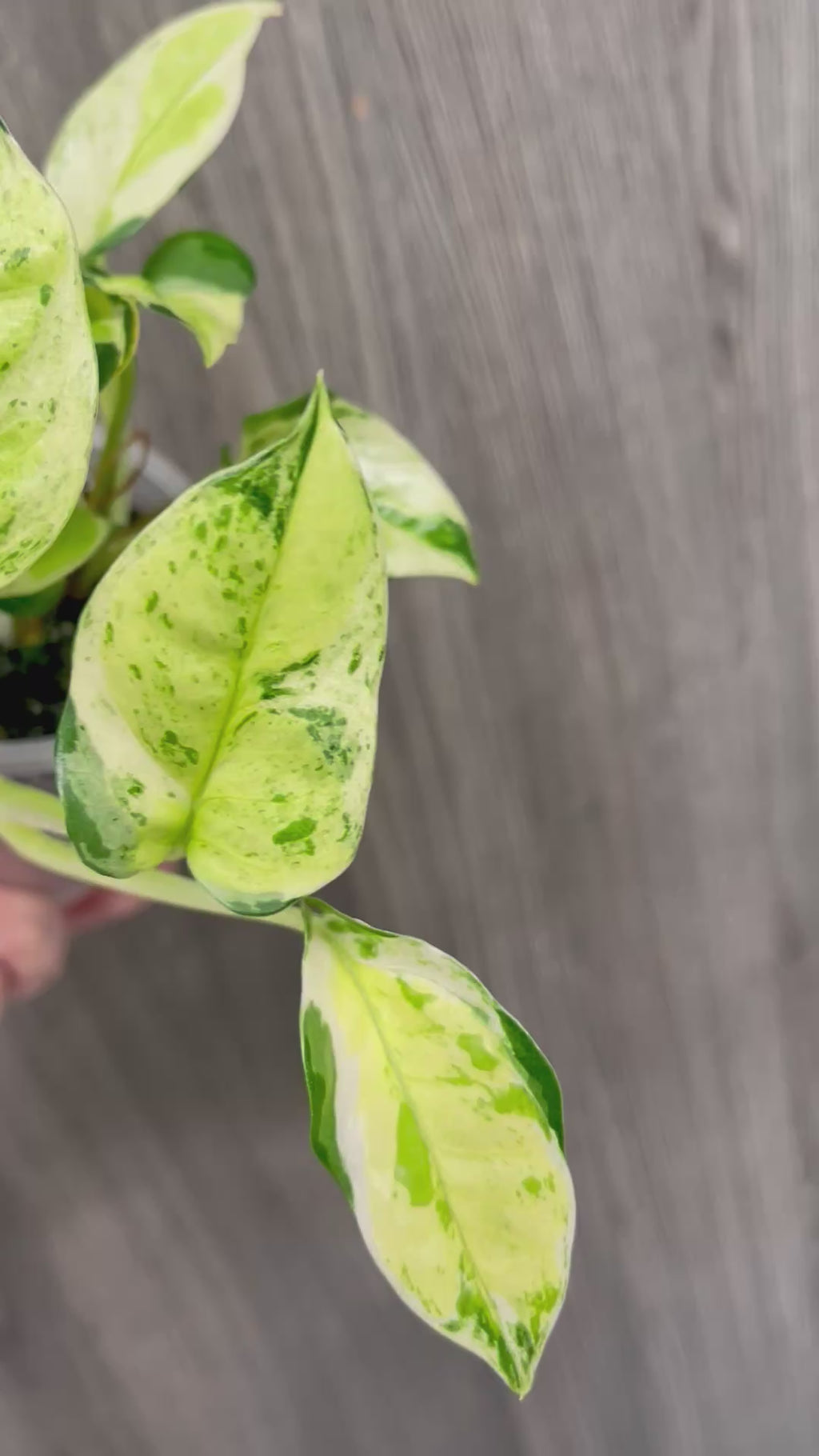 Pothos Japanese Global