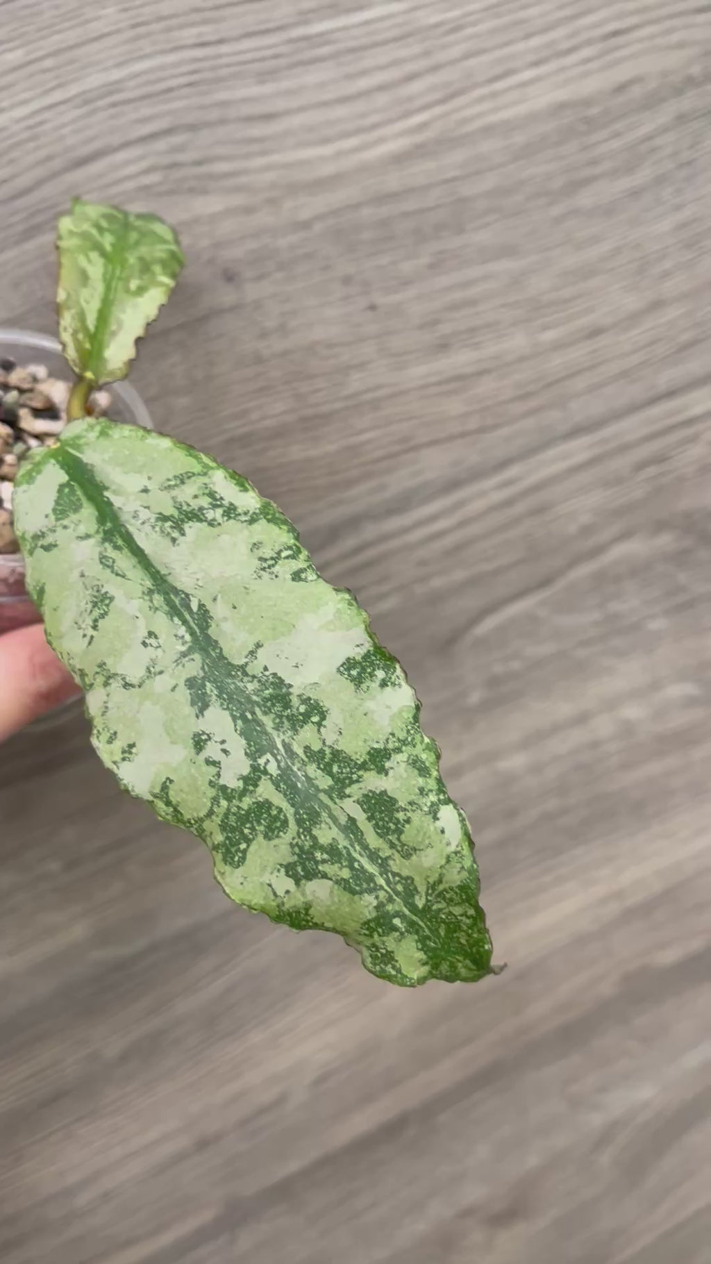 Hoya Undulata Silver (Clone 2)