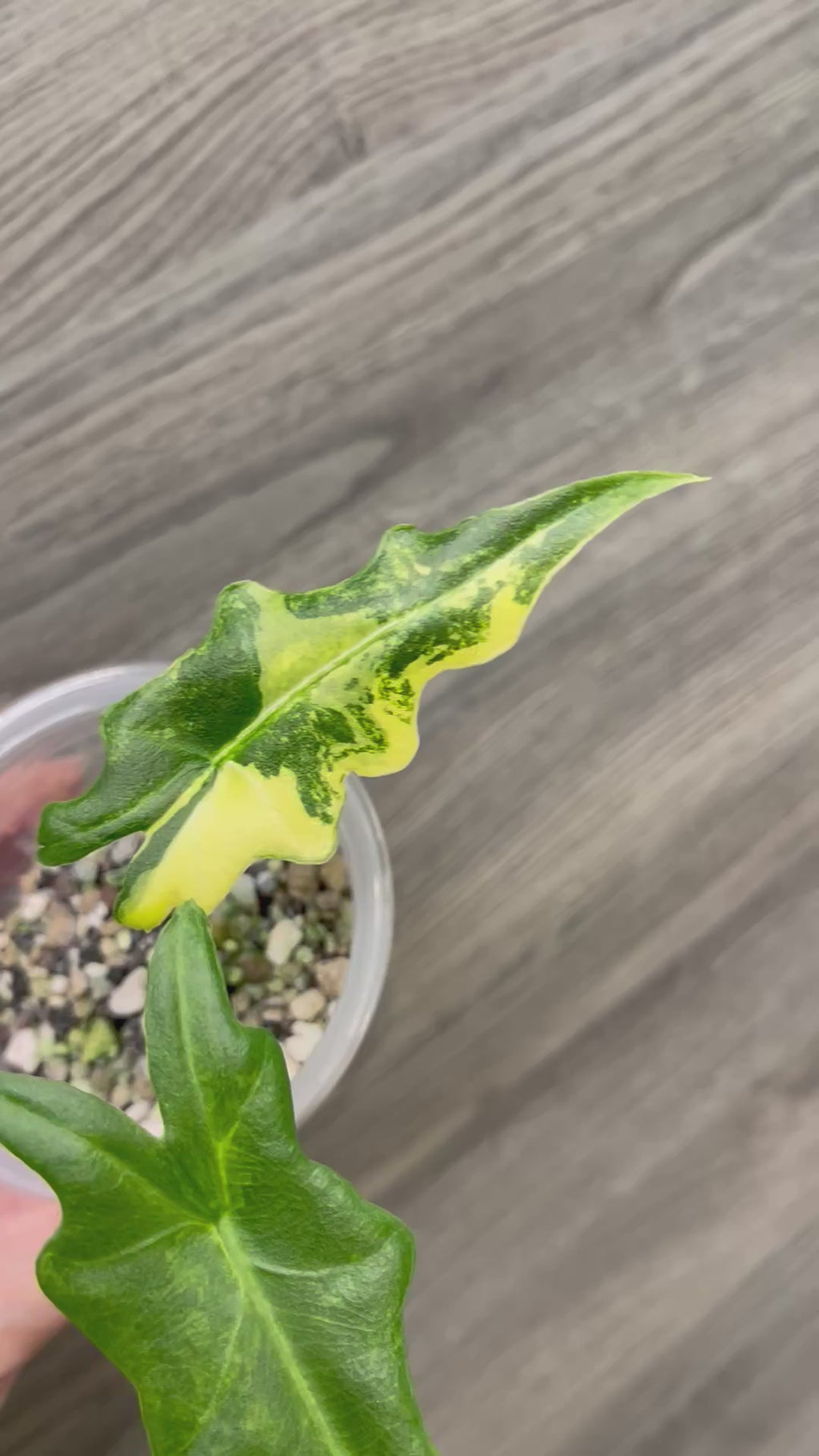 Alocasia Portei Aurea