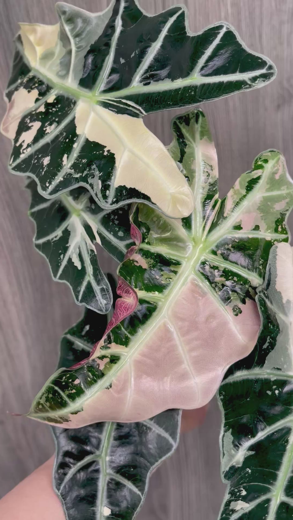 Alocasia Polly Pink