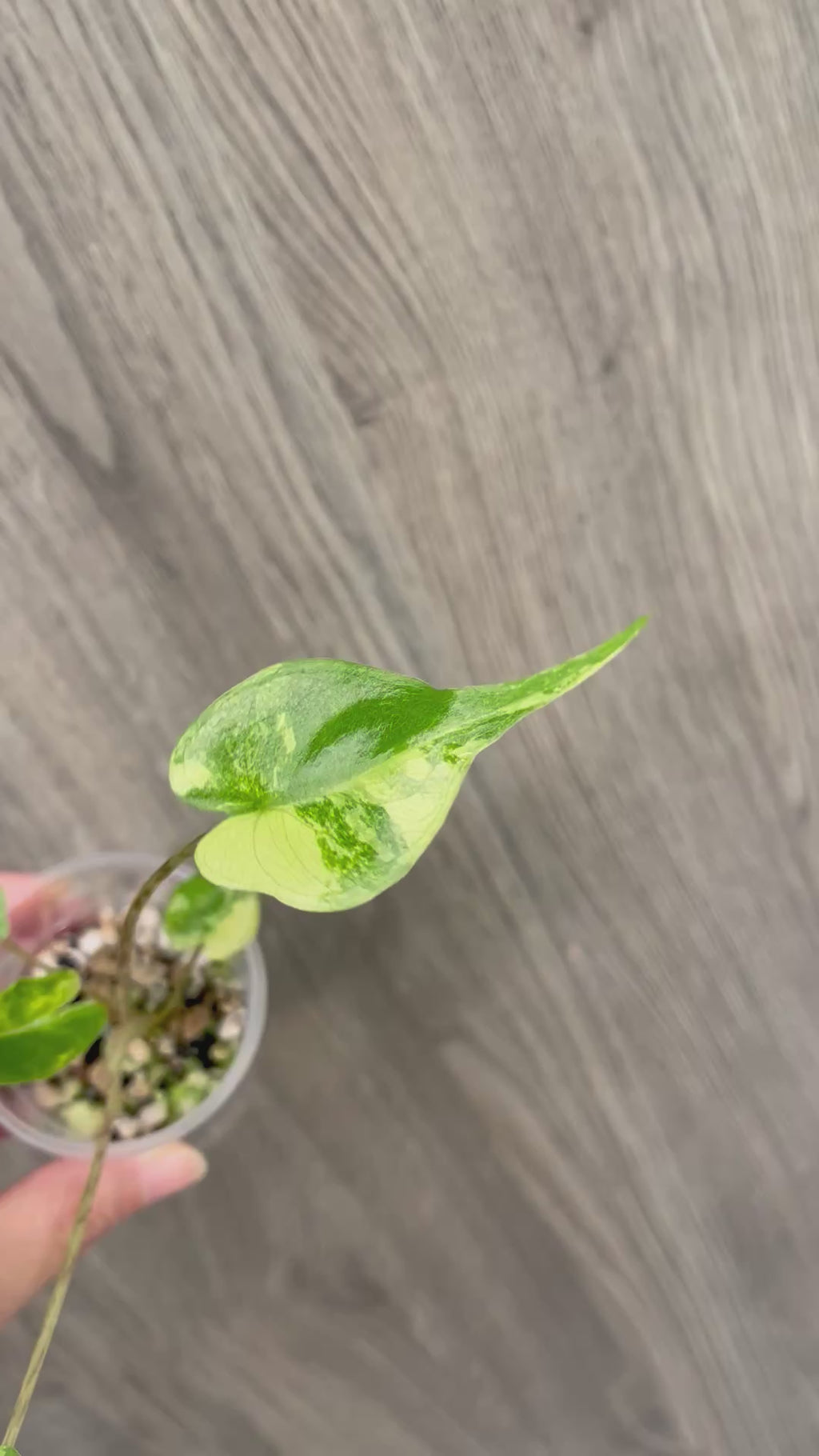 Alocasia Stingray Lime
