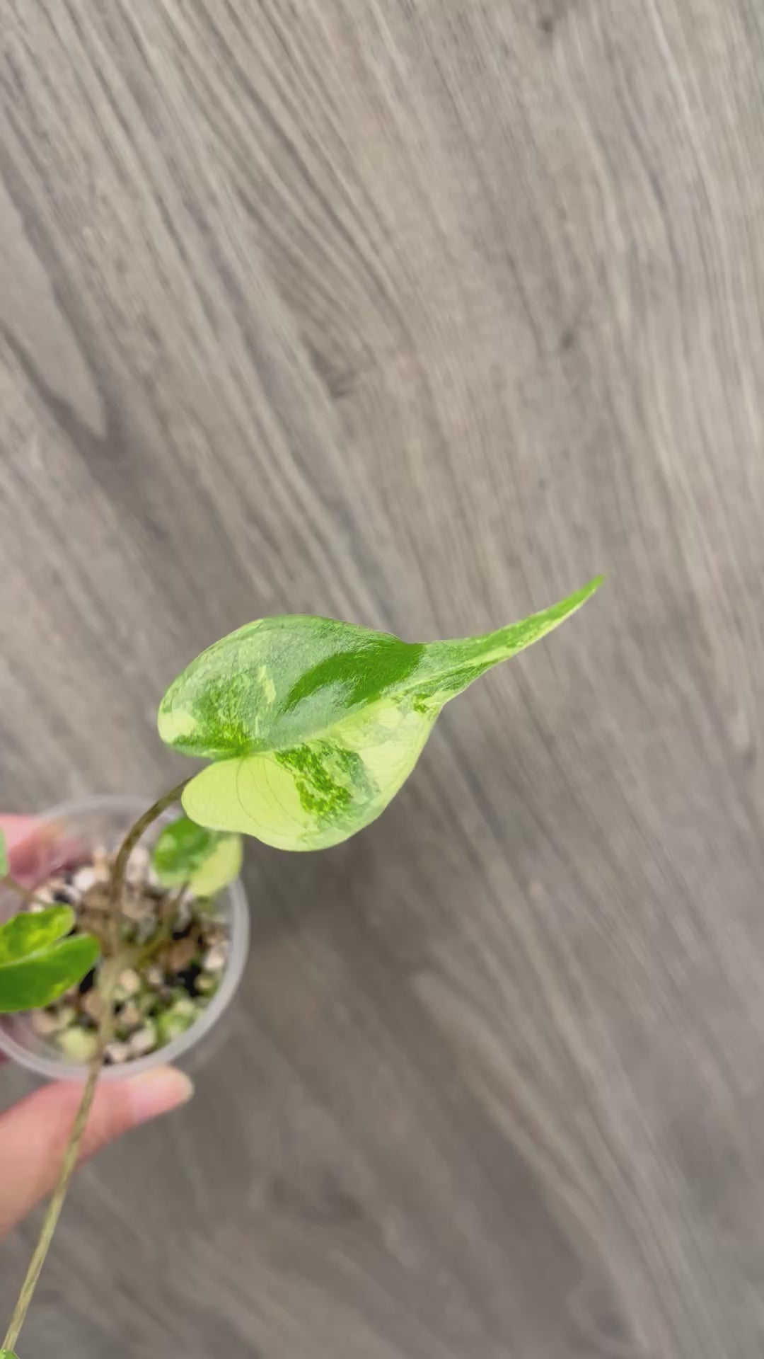 Alocasia Stingray Lime